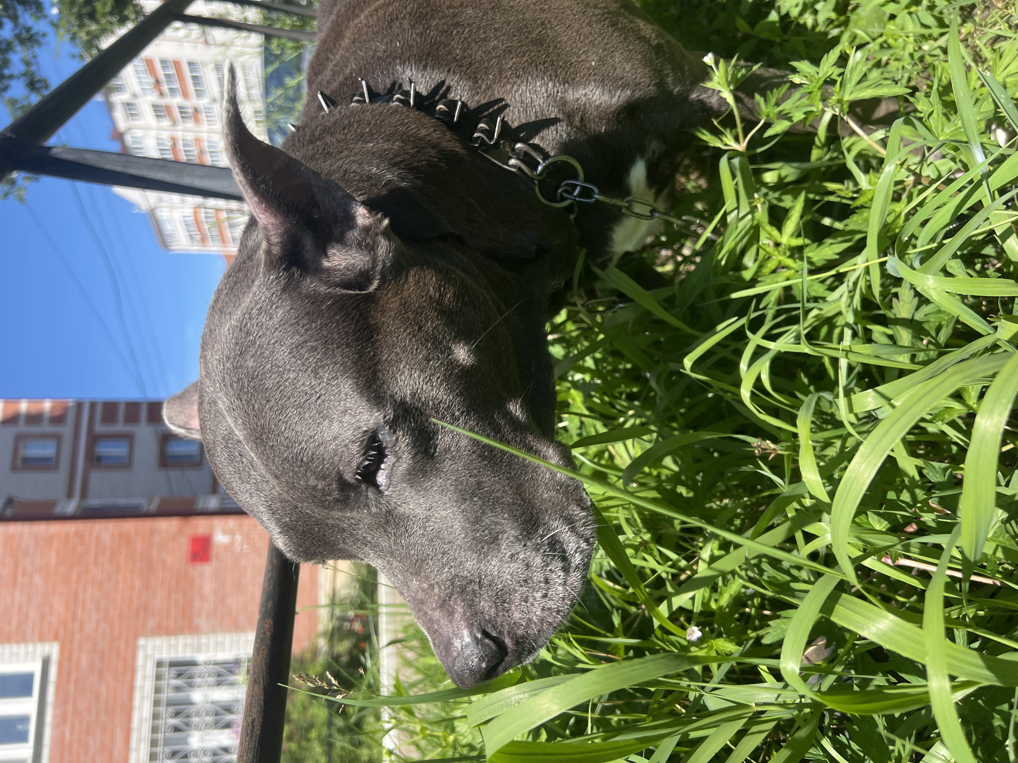 In Chigiri, Russia, on a sunny day, a dark grey pit bull dog is the central focus of the image, positioned in the foreground amongst lush green grass. The dog is looking to its left, with its nose close to the grass, suggesting it is sniffing or investigating something. It wears a spiked collar and a chain leash. In the background, several multi-story buildings are visible, typical of a residential area, with a clear blue sky overhead. A horizontal metal bar runs across the middle ground of the image, partially obscuring the dog and the background. The scene appears to be an outdoor, urban environment on a bright, clear day.