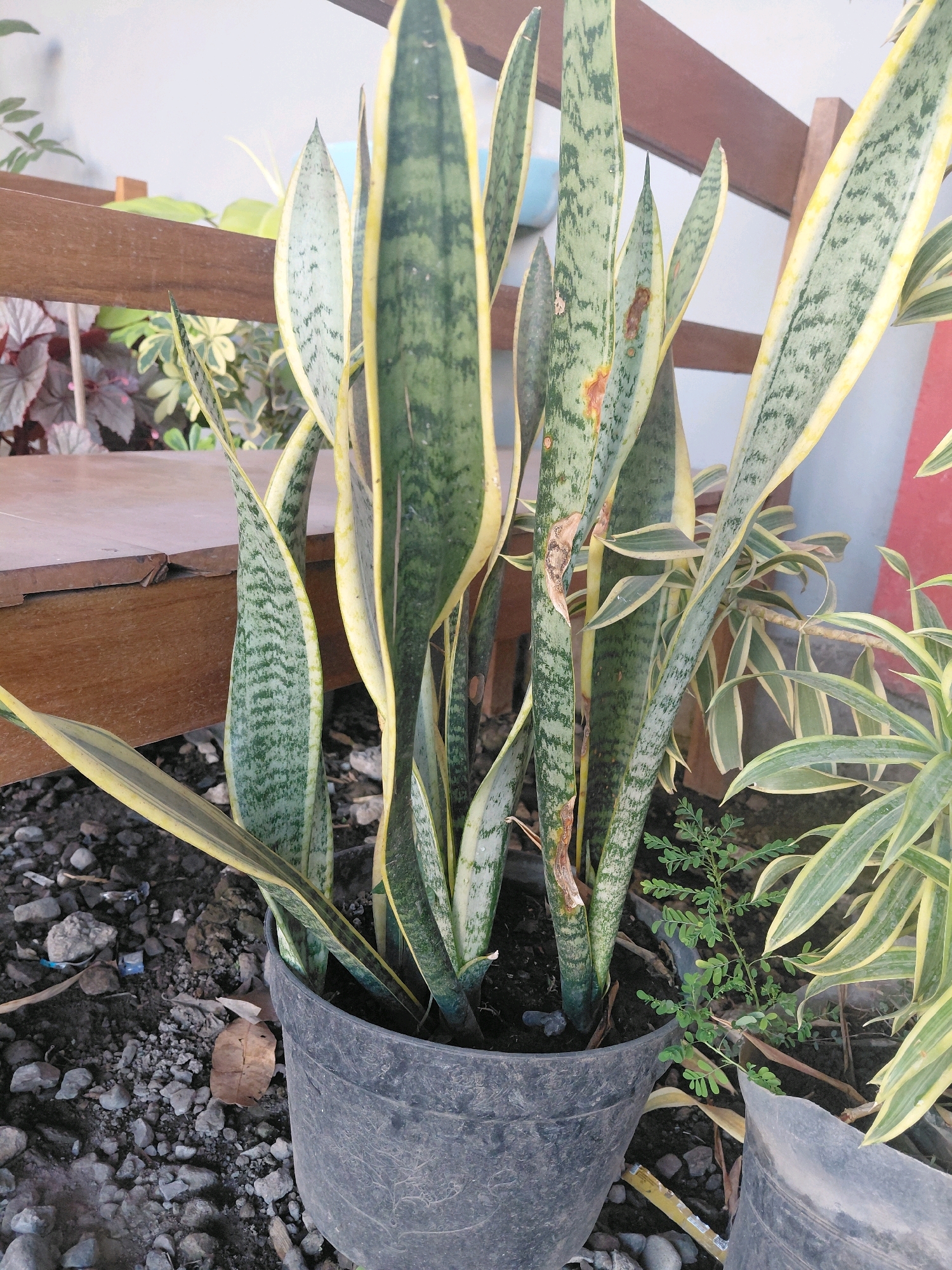 A close-up, eye-level shot captures a potted snake plant situated outdoors on a surface covered with small grey and brown rocks and dry leaves. The plant features several tall, stiff, green leaves with yellow edges, some exhibiting brown spotting and damage. Beside it, another plant with variegated green and yellow leaves is partially visible. In the background, a wooden bench and a light-colored wall can be observed. The scene appears to be in Bucor Kulon, Indonesia.