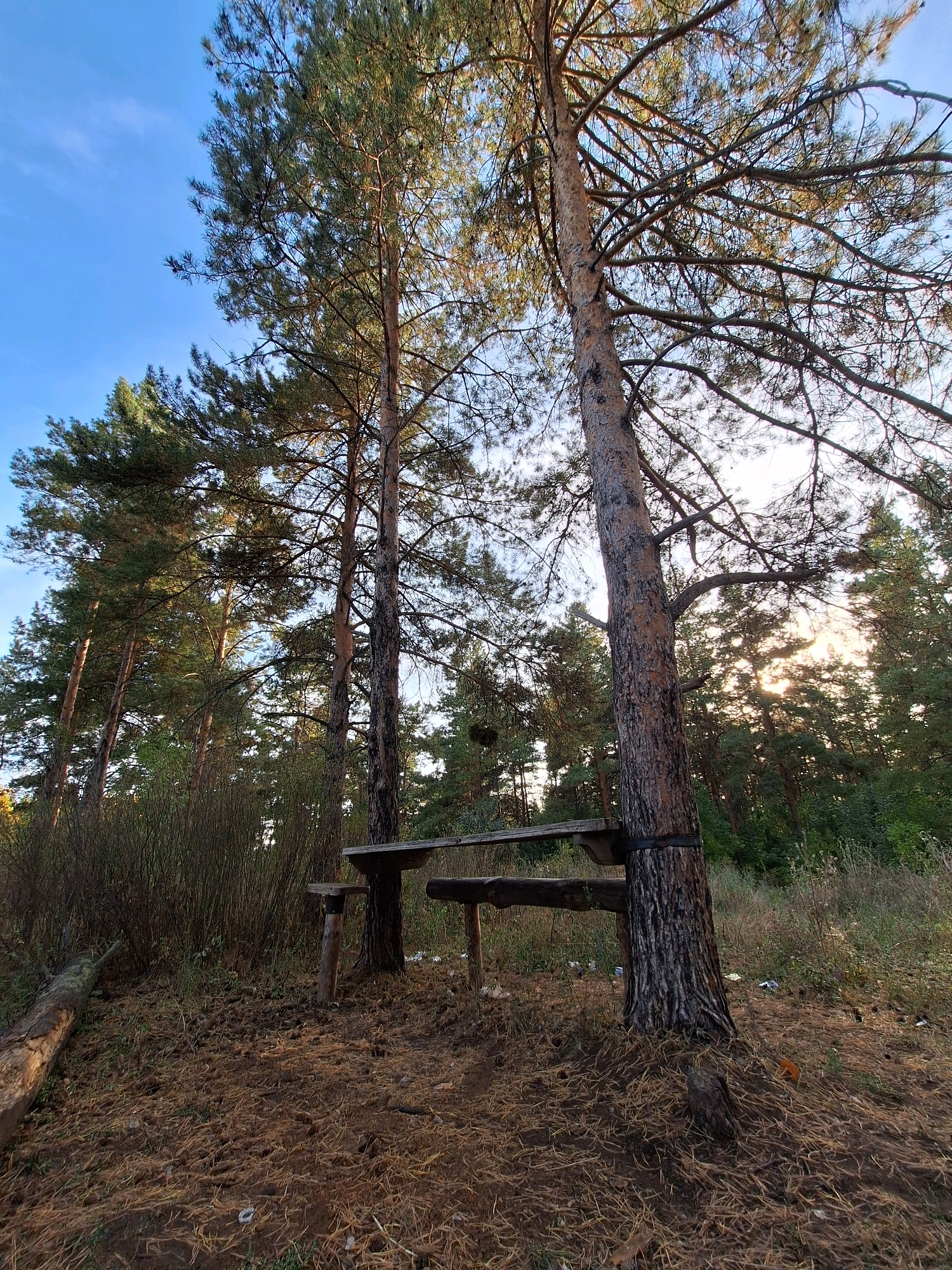 In an outdoor scene, two tall pine trees stand prominently in the foreground, their trunks thick and textured. A rustic wooden bench and table, constructed from rough-hewn planks, are positioned between the trees, suggesting a picnic or rest area. The ground is covered in a thick layer of pine needles and fallen leaves, with patches of dry grass and small bushes. In the background, a dense forest of pine trees stretches into the distance, creating a natural and somewhat wild atmosphere. The sky above is a clear blue with a few wispy clouds. The lighting suggests it is daytime, likely late afternoon or early morning, given the warm tones and the angle of the sun filtering through the trees. The overall impression is one of a quiet, natural setting, possibly a park or a trail in a wooded area.