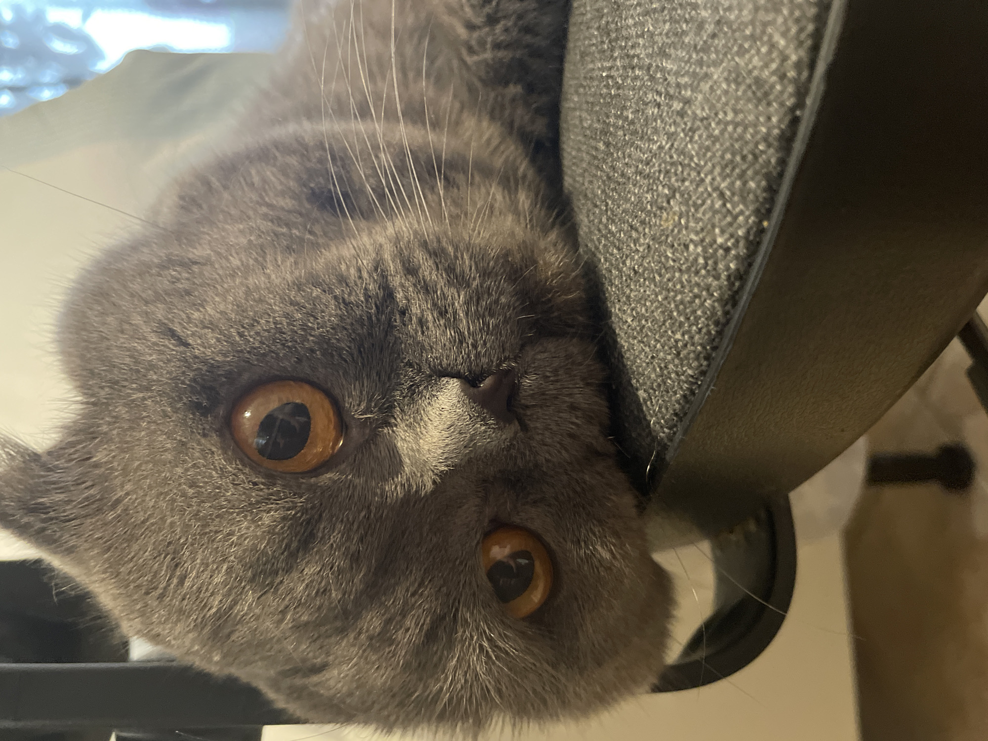 The image is a close-up, eye-level shot of a gray Scottish Fold cat lying on its side on a dark gray fabric-covered chair. The cat's head is tilted, with one ear visible and the other tucked in. Its large, round, amber eyes are open and looking directly at the camera. Its nose and mouth are visible, and long white whiskers extend outwards. The background is blurred, showing hints of furniture and light. The overall impression is of a relaxed and alert feline.