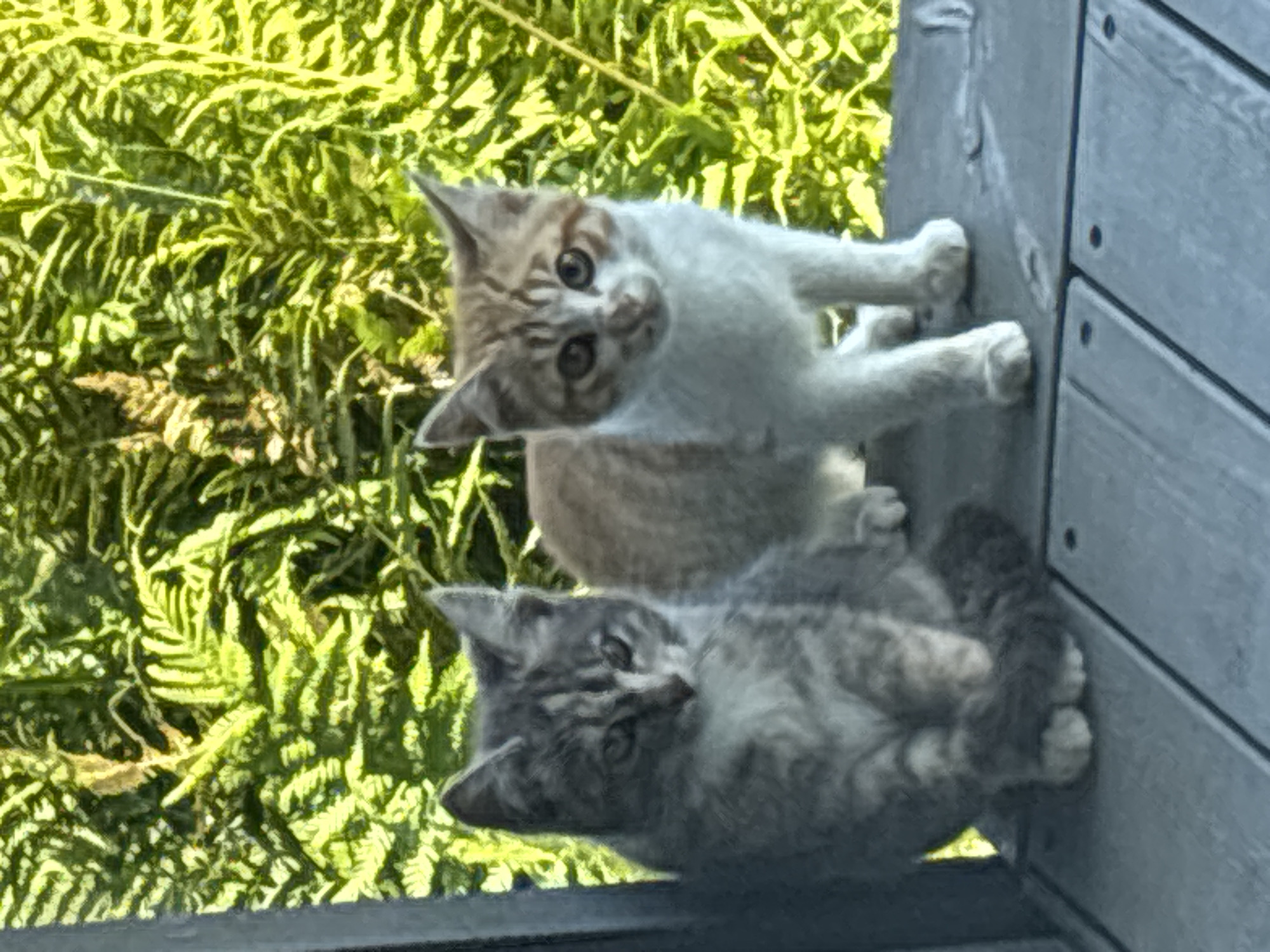 Two kittens sit on a gray wooden deck. The kitten on the left is gray tabby with white markings. It is sitting with its tail wrapped around its feet. The kitten on the right is a ginger and white tabby. It is standing, facing the camera. The background is filled with lush green ferns and foliage. The scene appears to be outdoors, possibly in a garden or on a porch, in Zvenigorod, Russia.