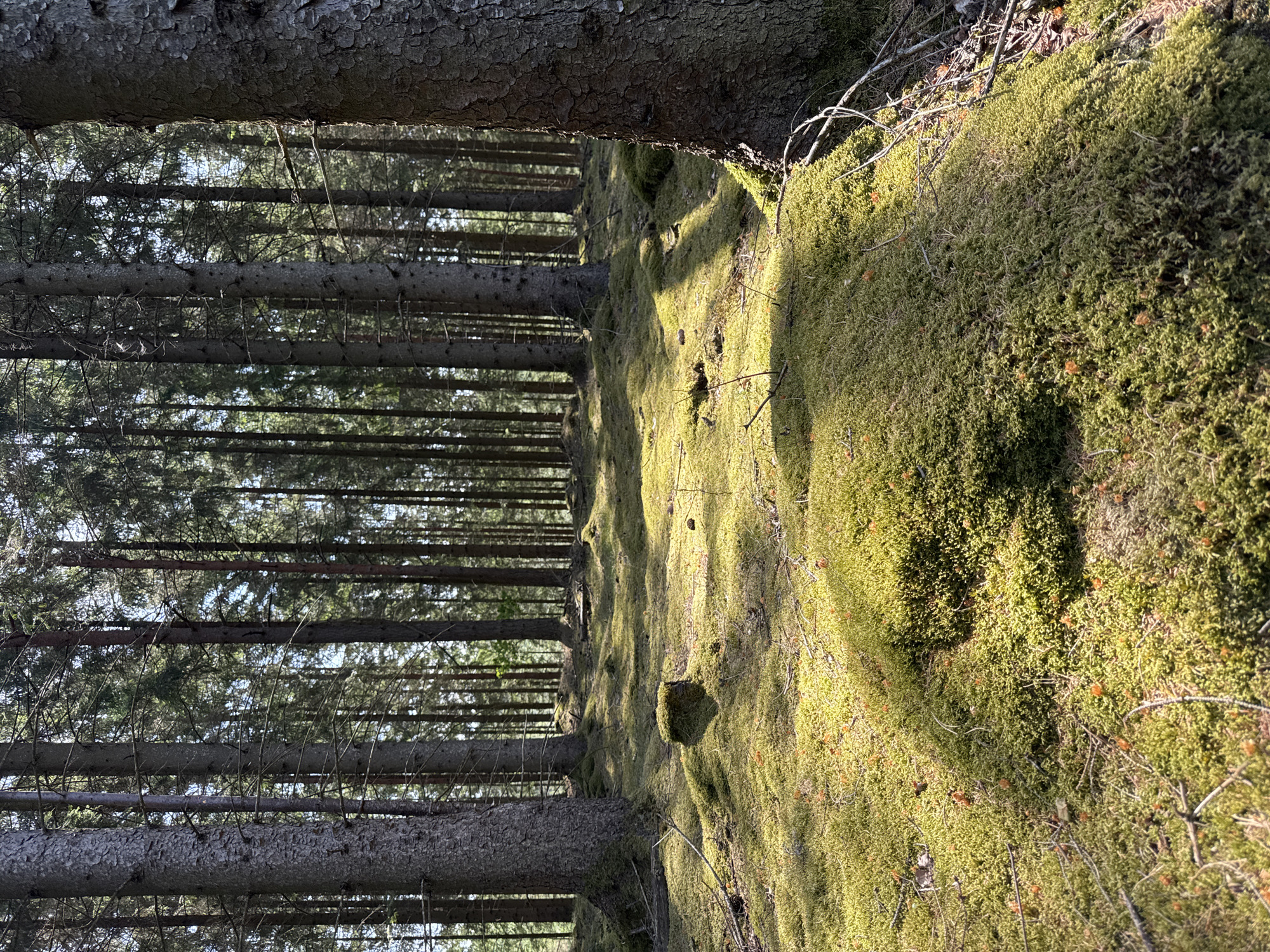 This image displays a tranquil, sun-dappled coniferous forest, likely captured in Vessigebro, Sweden. The scene is dominated by numerous tall, slender trees with rough, dark bark, their trunks extending vertically from the foreground into the dense background, creating a sense of depth. Many of these trees appear to be spruce or fir, with some showing remnants of dead lower branches.
The forest floor is extensively covered by a thick, vibrant green carpet of moss, which undulates over the terrain, forming gentle slopes and mounds on the right side of the frame. Strong, directional sunlight filters through the tree canopy, casting distinct patterns of bright light and deep shadow across the mossy ground, enhancing its textured appearance. A large tree trunk with coarse bark partially obscures the upper portion of the frame. Scattered dry twigs and small, brown detritus (possibly pine cones or needles) are visible among the moss.
No people, animals, or man-made objects are present, emphasizing the natural serenity of the environment. The quality of light suggests it is either early morning or late afternoon on a clear, sunny day. The overall impression is one of peaceful wilderness. There is no visible text in the image.