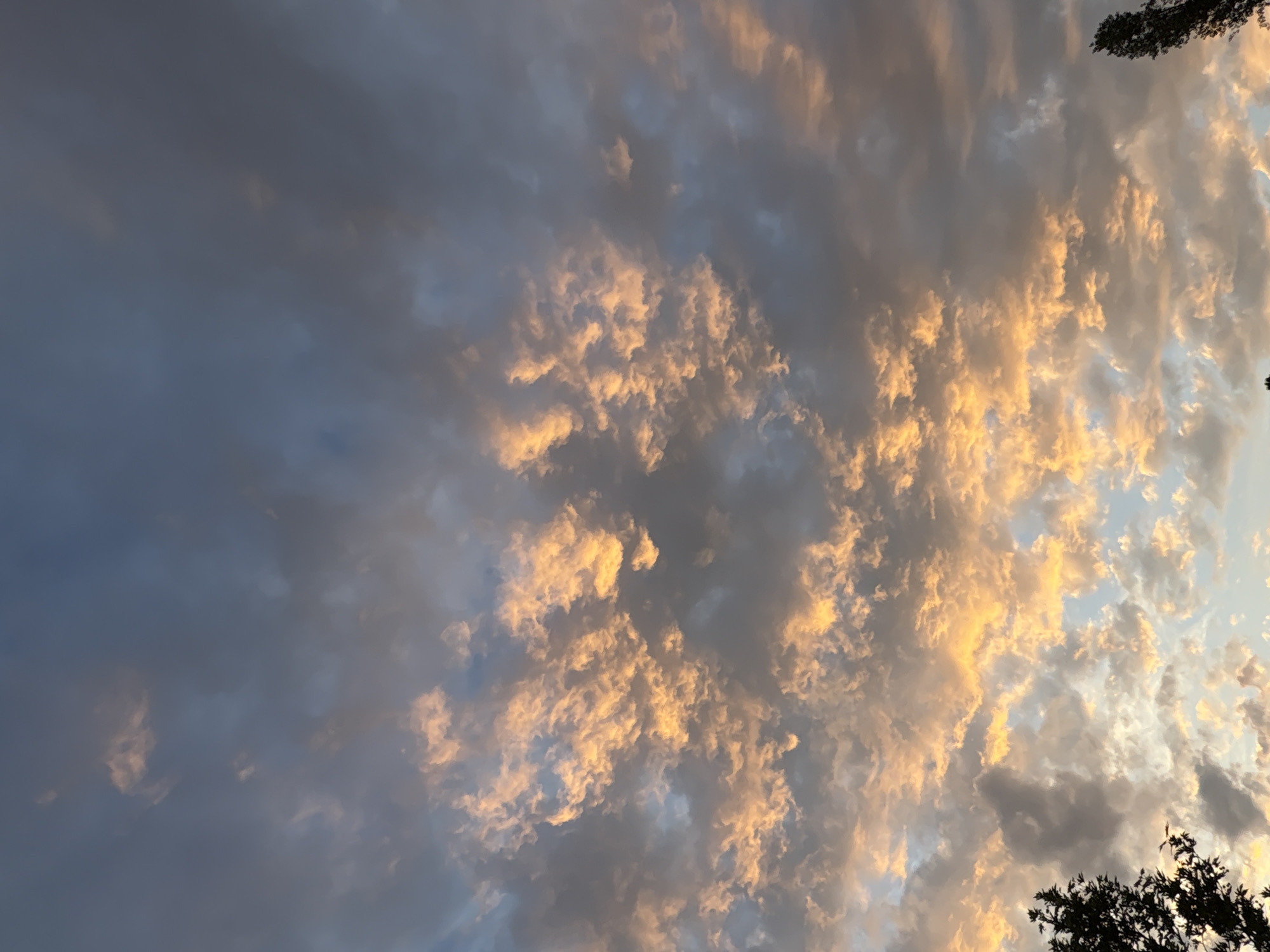 The image depicts a sky scene, presumably at sunrise or sunset, over the city of Sofia, Bulgaria. The upper sky is dominated by dark grey and muted blue clouds, which become progressively brighter and more vibrantly colored towards the middle and lower sections. A dense formation of textured clouds, illuminated by intense golden-orange and yellow light, occupies the central and lower portions of the frame. These clouds exhibit distinct lumpy, stratocumulus-like structures. Areas of lighter blue sky are visible between some cloud formations, particularly towards the bottom right. Minimal foreground elements include the dark, silhouetted foliage of a tree in the bottom left corner and the top of a slender, dark tree in the bottom right corner. No people, animals, or man-made structures are visible beyond the implied urban setting of Sofia. The scene conveys a natural, atmospheric condition characterized by dramatic cloud illumination.