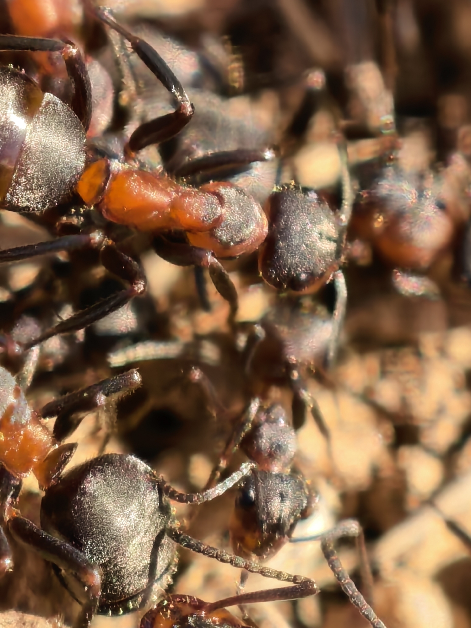 The image shows a close-up view of a cluster of ants. The ants are reddish-brown to black in color and have a segmented body. They are densely packed together, obscuring the background. The location and city are unknown.