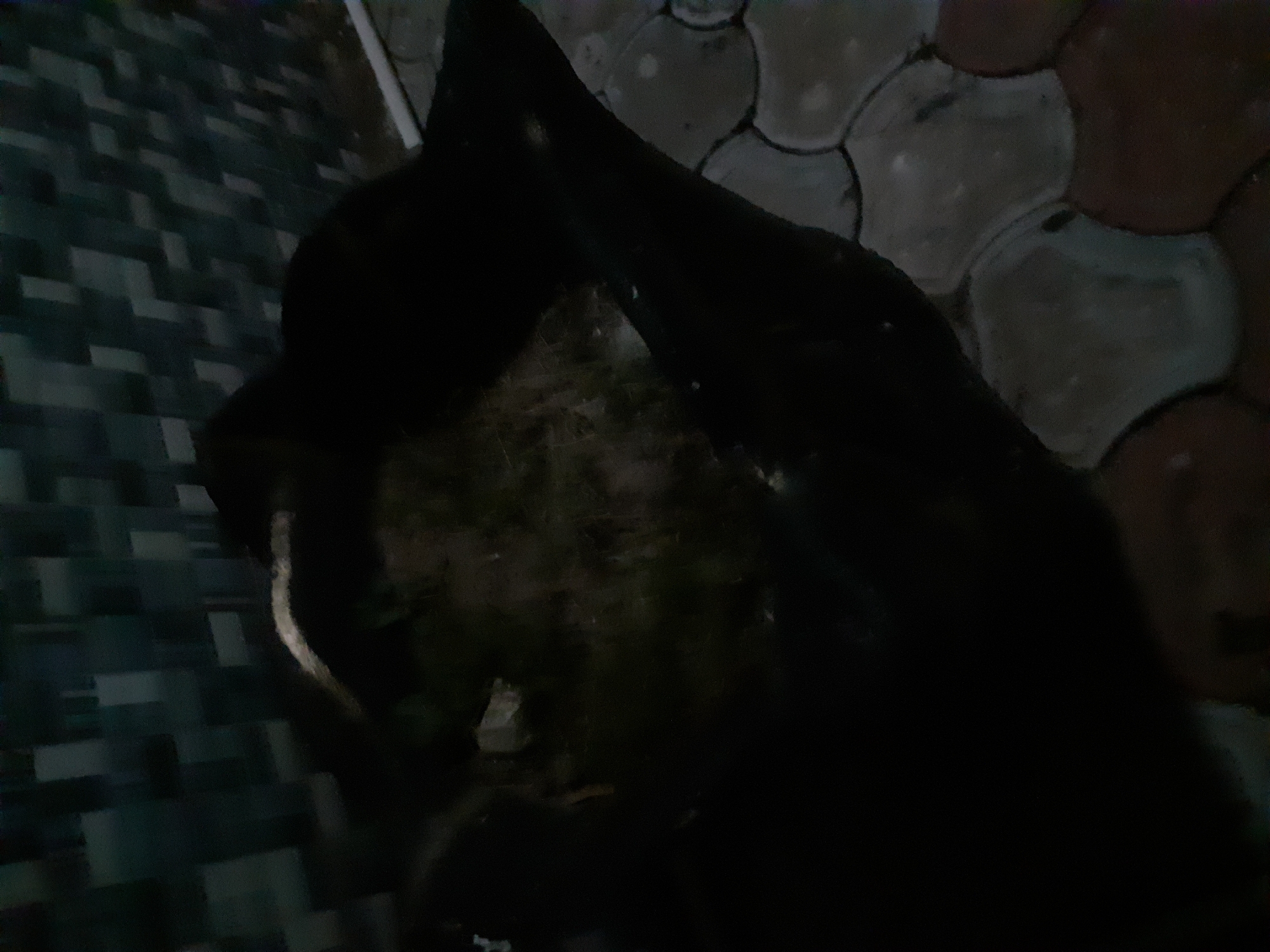 The image depicts a dimly lit outdoor scene with a dark, amorphous object dominating the foreground. This object appears to be a large planter or container filled with dry vegetation, possibly straw or hay, and a significant amount of dark, matted material that could be animal fur or debris. A faint white stripe runs across the top of the planter's contents.
In the background, a wall constructed of rectangular, dark tiles is visible. The wall's pattern consists of staggered arrangements of these tiles, creating a textured effect. To the right of the planter, a white PVC pipe or conduit runs horizontally along the base of the wall.
The ground beneath the planter is paved with interlocking, curved tiles. These tiles vary in color, with some appearing light gray or tan and others a reddish-brown. The overall lighting suggests it is either nighttime or a very overcast day, with limited illumination. The setting is likely an outdoor area, possibly a yard or patio, within the city of Jalingo, Nigeria, given the context provided. No people are visible in the image.