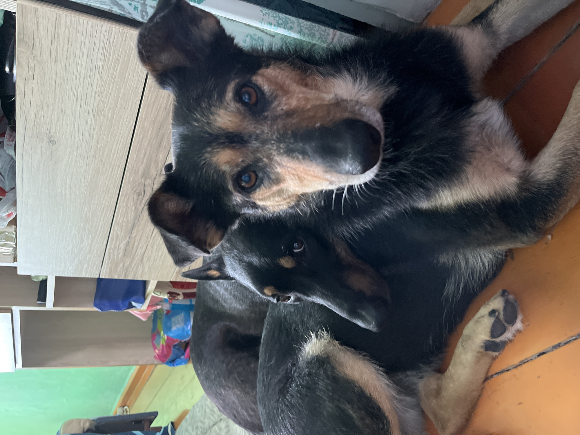 The image depicts two dogs resting indoors, with one dog in the foreground looking directly at the camera and the other dog lying behind it. The foreground dog has brown and black fur, with large ears and alert eyes. The background dog is mostly black with some tan markings. They are positioned on an orange-colored floor, possibly linoleum or wood. In the background, a portion of a light wood-colored cabinet and a green wall are visible. A blue bag and a colorful item are on a shelf within the cabinet. The scene appears to be a domestic setting. The image does not contain any information that would allow for the determination of its location in Nizhny Tagil, Russia.