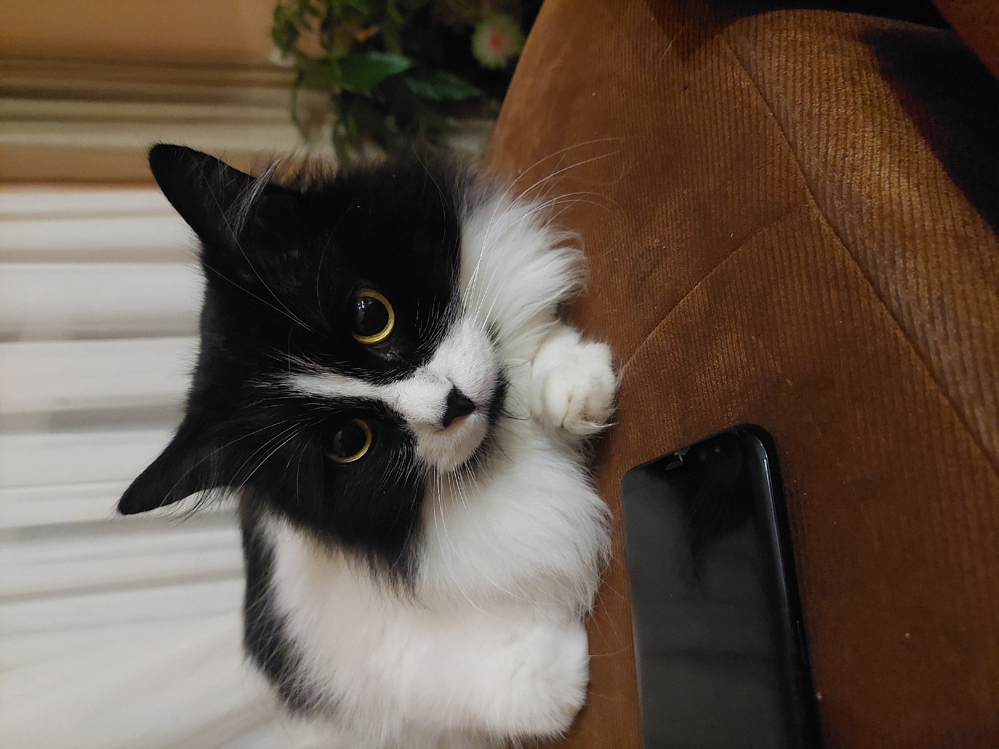 A black and white cat is lying on a brown surface next to a black smartphone. The cat has yellow eyes and is looking at the camera. The background is blurry, but there is a glimpse of a plant. The location cannot be determined as Plovdiv, Bulgaria, based on the visual information provided.