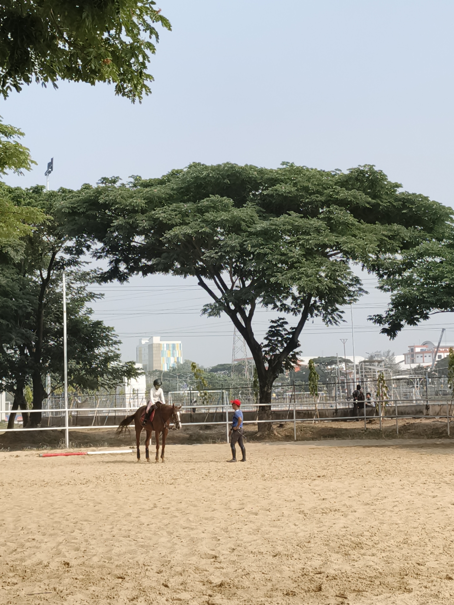 The image depicts an outdoor equestrian arena with sandy ground, likely located in Surabaya, Indonesia, judging by the architectural style of the buildings in the background and the dense tropical foliage. In the foreground, a person wearing a white riding outfit and a helmet is seated on a brown horse. To the right of the horse, a person in a blue shirt and a red hat is standing. In the background, a large, mature tree with a wide canopy dominates the central portion of the scene, with other trees and a fence line visible behind it. Beyond the fence, there are urban structures, including multi-story buildings with colorful facades, suggesting the arena is situated within or near a developed area. The sky is clear and bright.