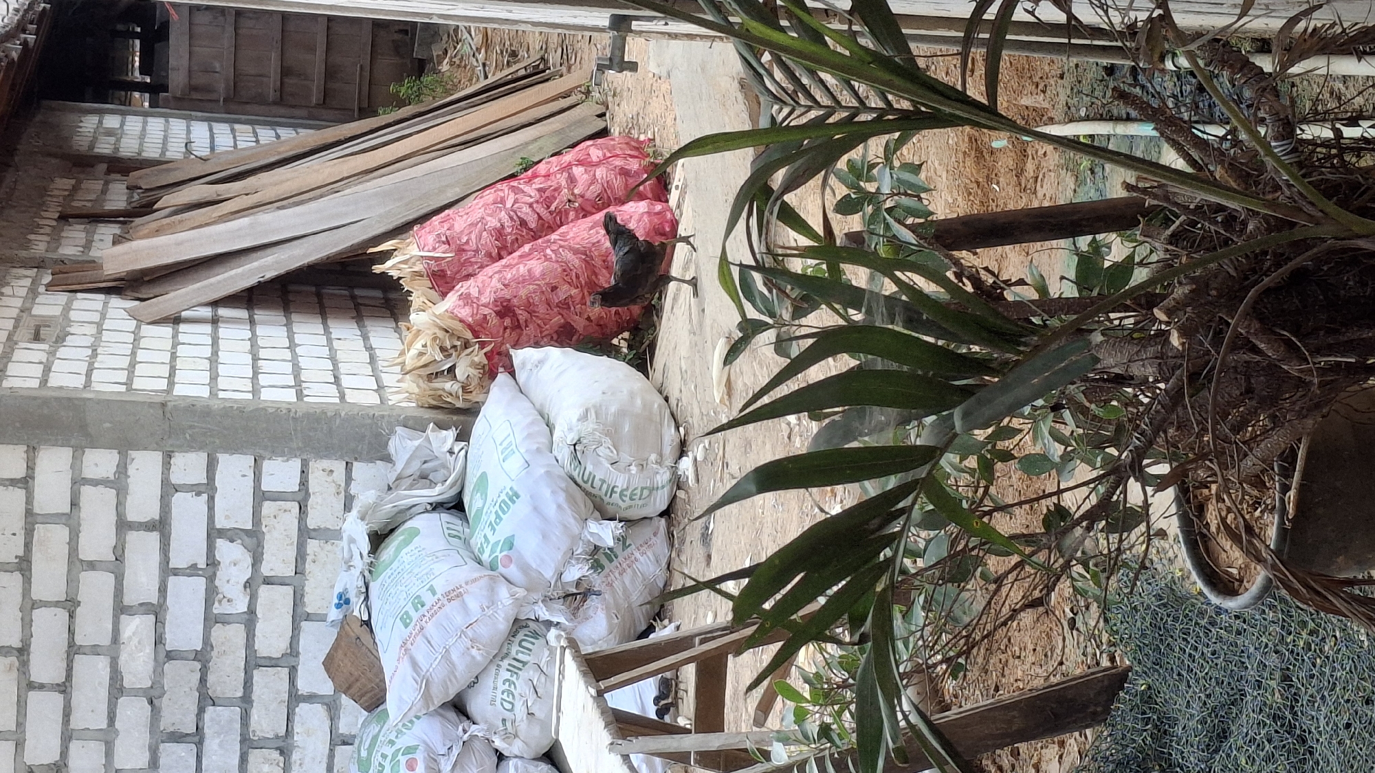 In Pucakwangi, Indonesia, a rural scene unfolds with a variety of items piled near a rough brick building. Large white sacks, some labeled with "HOPE FEED" and "MULTIFEED," are stacked alongside two large red sacks containing what appear to be agricultural products, possibly corn husks or similar produce. Several planks of wood lean against the building, and a makeshift wooden stand is present. A dark-colored chicken stands on the ground, facing left, while two smaller chicks are near the wooden stand. In the foreground, a potted plant with lush green leaves partially obscures the view. The ground is composed of dirt and concrete. The building itself is constructed of white bricks with grey mortar and a wooden roof structure.
