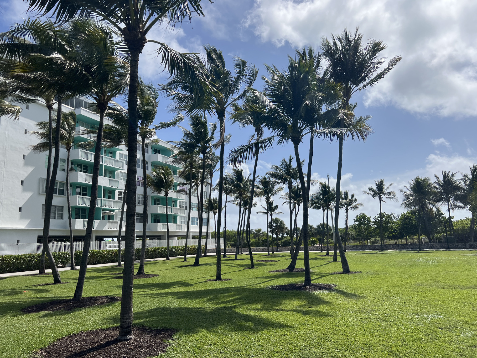 The image depicts a lush green lawn interspersed with numerous palm trees. In the background, there is a white building with teal-colored balconies. The sky is a pale blue with scattered white clouds. The scene is typical of a park in a tropical or subtropical climate, likely Miami Beach, United States of America. The details of the image suggest a well-maintained urban park near residential or commercial buildings, with a focus on landscape and leisure.
