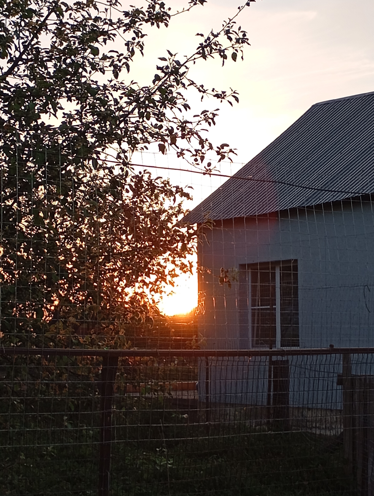 The image shows a view of a corrugated metal-roofed building, partially obscured by a tree and a wire fence. The sun is setting in the background, creating a bright glow behind the tree. The building appears to be a simple structure with a single window visible. The setting appears to be outdoors in the city of Unknown, Unknown.