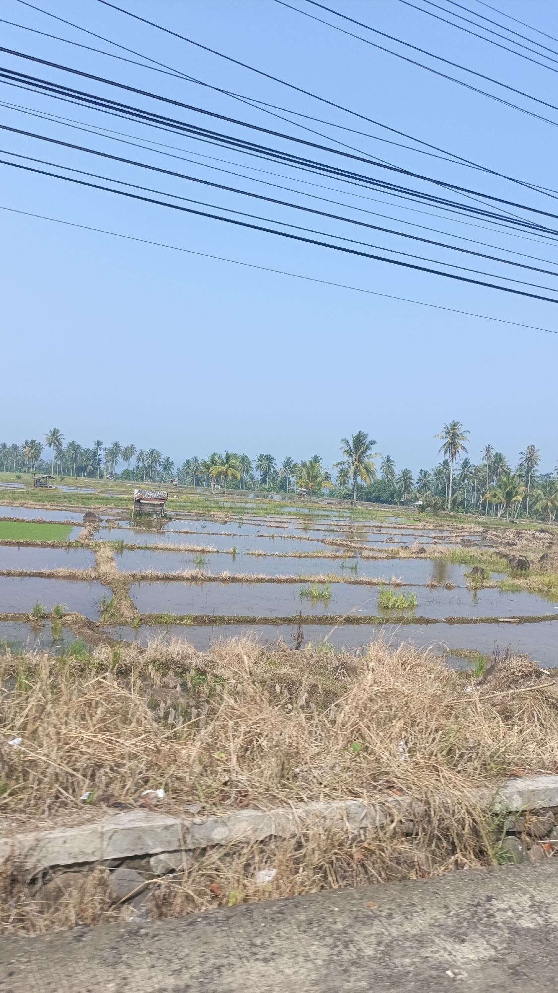 A wide shot captures a rural Indonesian landscape with a clear blue sky. In the foreground, dry, brown grass covers the ground alongside a concrete barrier. Beyond this, flooded rice paddies stretch into the distance, reflecting the sky and broken into smaller sections by earthen dikes. Several small, rustic shelters, likely for farmers, are scattered among the paddies. A dense line of palm trees borders the far side of the rice fields, creating a lush backdrop. Overhead, a network of black power lines cuts across the sky, suggesting proximity to infrastructure. The overall impression is one of serene, agricultural land under a bright, sunny day. The scene is consistent with the rural outskirts of Kota Agung, Indonesia, known for its agricultural activities and coastal proximity.