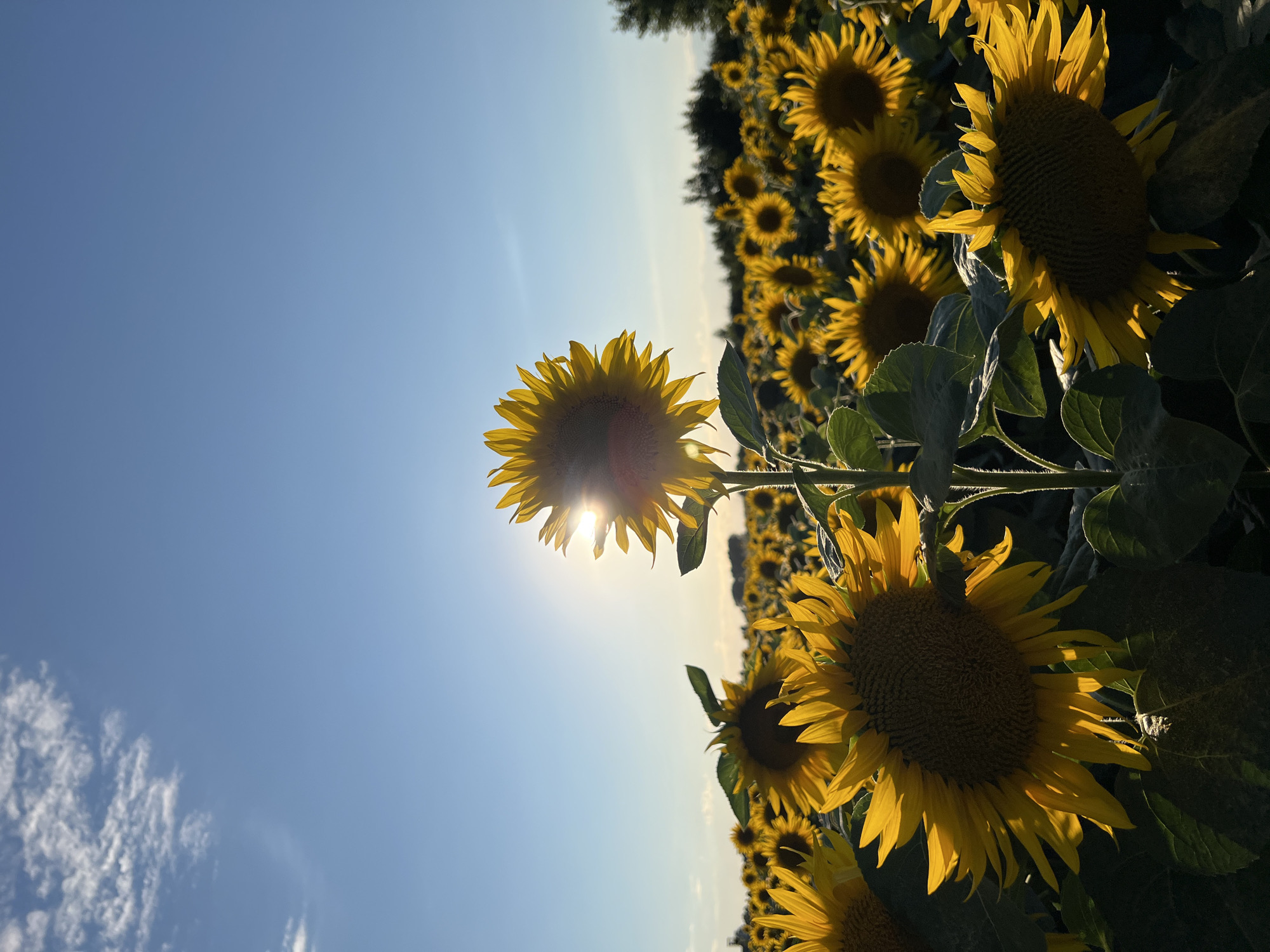 A field of sunflowers is illuminated by the setting sun, casting a warm glow on the petals and creating a backlit effect. The sun is positioned behind a large sunflower in the foreground, with its rays creating a starburst. Numerous other sunflowers stretch out into the background, forming a dense field. The sky is a clear blue with a few wispy clouds in the upper left corner. In the distance, a line of trees marks the edge of the field. The image was taken in the city of Ostriv, Ukraine.