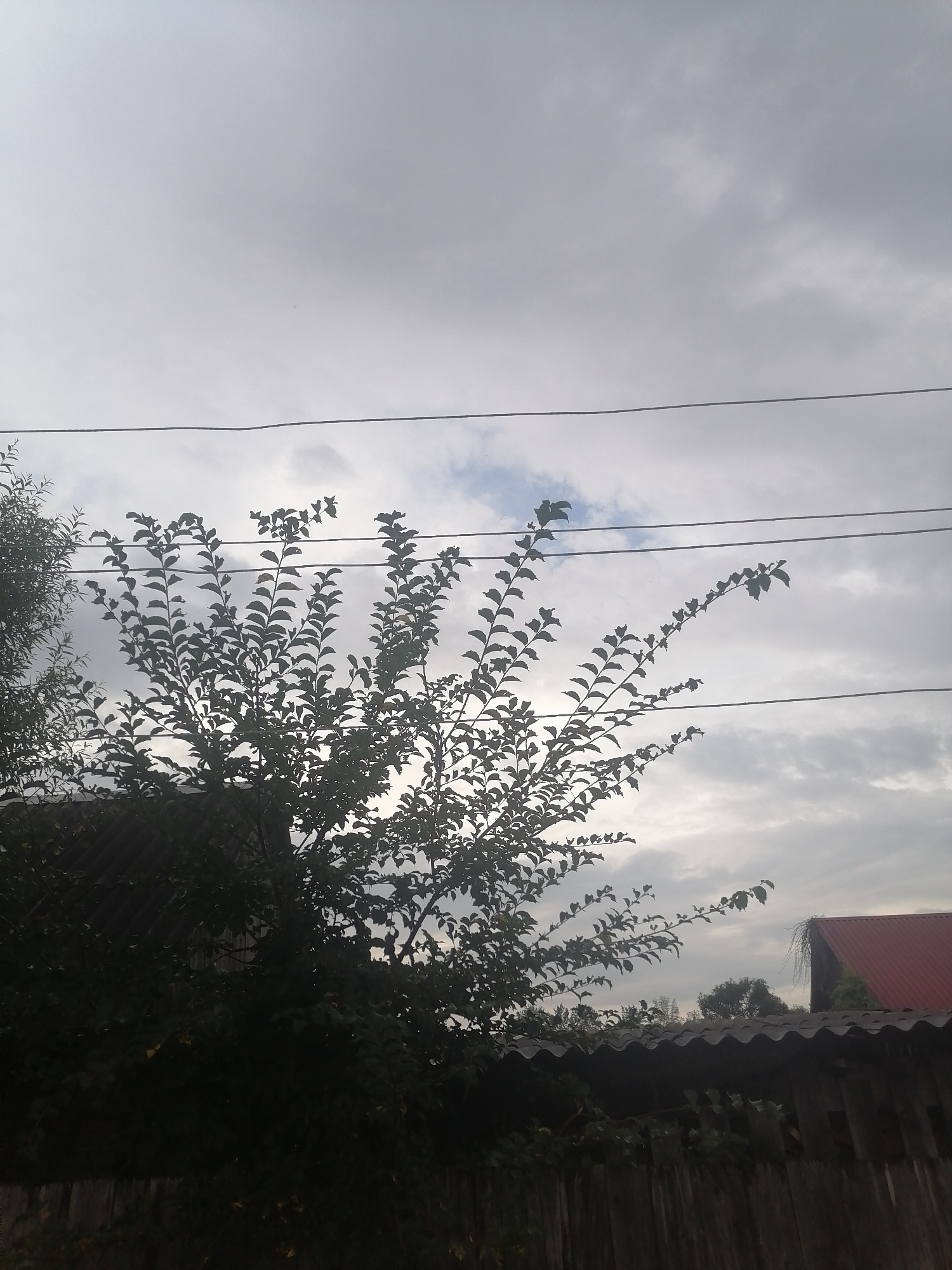 The image shows a dark, overcast sky with thin, horizontal power lines stretching across the frame. Silhouetted against the sky is the upper portion of a leafy tree, its branches reaching upwards. Below the tree, the corrugated roof of a building is visible, followed by a wooden fence. To the right, a red-tiled roof of another building peeks out from behind some foliage. The scene appears to be outdoors in a semi-rural or suburban setting, possibly in Novopokrovka, Russia, given the typical architecture and vegetation. There are no people or animals visible in the image, and no discernible actions are taking place. The overall mood is somber due to the cloudy weather.