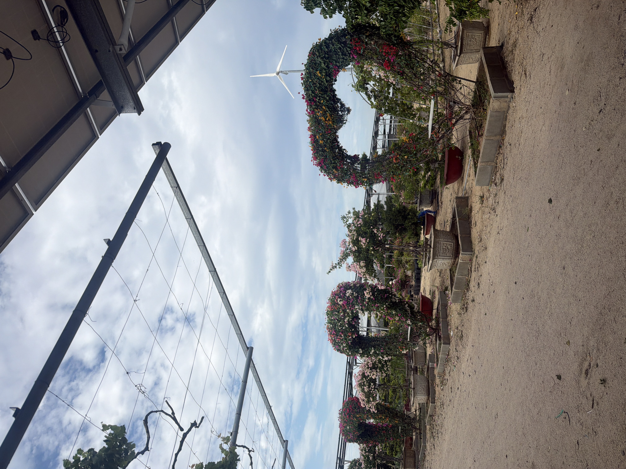 The image displays an outdoor landscaped area, likely a garden or resort, under a bright, partly cloudy sky. The scene is dominated by a series of large, heart-shaped floral arches, densely covered with colorful bougainvillea flowers in shades of red, pink, yellow, and purple. These arches are arranged along a pathway of light-colored, sandy soil that extends towards the background.
On the left side of the frame, the undersides of solar panels are visible from a low angle, indicating a renewable energy setup. Adjacent to the solar panels, a tall trellis or netting structure, possibly for growing vines like grapes (some bare branches are visible), stretches upwards towards the sky.
In the distance, beyond the floral arches, a white wind turbine with three blades stands prominently against the horizon, further suggesting a focus on renewable energy or a location that combines natural beauty with sustainable technology. Several ornate planters and potted plants line the pathway next to the floral arches.
The time of day appears to be daytime, with natural sunlight illuminating the scene. No people or specific activities are depicted. No text is visible in the image. The elements suggest a well-maintained, decorative outdoor space, possibly a tourist attraction or a part of an eco-friendly facility in Phước Hải, Vietnam.