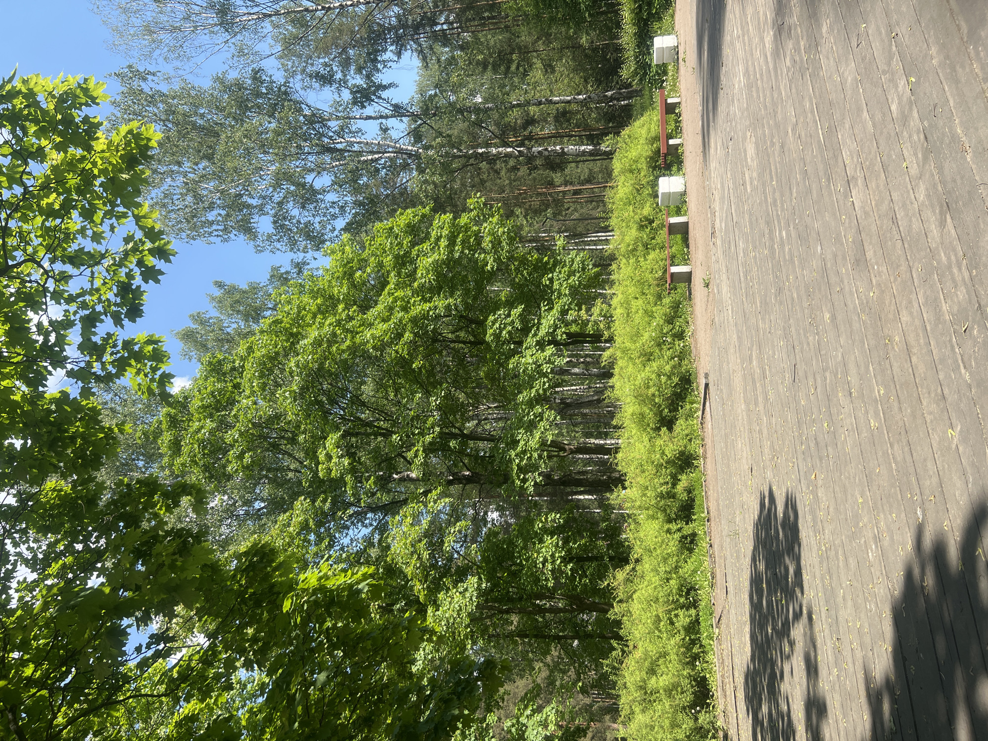 The image, captured in Saint Petersburg, Russia, depicts a vibrant, sunlit natural landscape, presented as if rotated 90 degrees clockwise. On the right side, a wide wooden walkway or deck extends towards the background, composed of weathered, greyish planks. This surface is speckled with small, light-colored leaves and features pronounced, elongated shadows from trees, indicating a bright, clear day, likely midday or early afternoon.
Separating the walkway from the forest is a dense, undulating line of bright green bushes. Within or directly behind these bushes, several small, cube-like white posts with reddish-brown bases are visible, possibly serving as benches or decorative bollards.
Beyond this verdant border, a rich variety of trees forms a dense forest. Numerous birch trees, identifiable by their distinct white bark, stand tall alongside other deciduous trees bearing lush, bright green foliage. Further back, the darker silhouettes of conifers suggest a mixed forest. The upper part of the image reveals a clear, deep blue sky with only a few wispy clouds, peeking through the verdant tree canopy. No people or discernible text are present, highlighting the tranquil and natural setting.