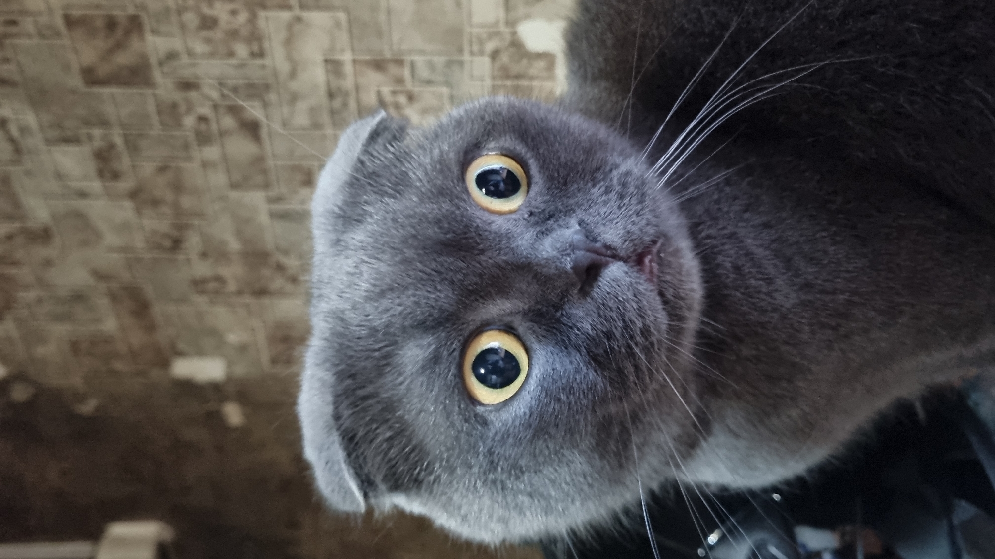 A close-up, head-on shot captures a gray Scottish Fold cat with wide, yellow eyes and folded ears, looking directly at the camera. The cat's fur is short and dense. The background consists of a brick-patterned wall with a mottled brown and gray color scheme. The lighting is neutral, casting soft shadows. The cat's expression appears startled or surprised. The image does not provide any information about the city of Vysokoe, Russia, or any other location details.