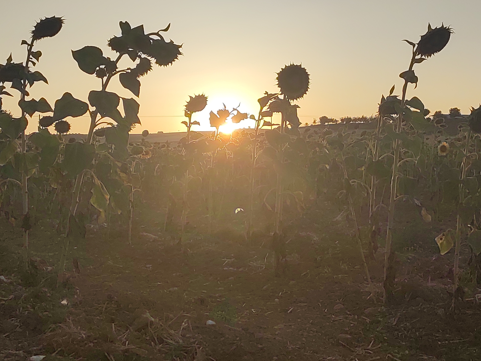 In Villarejo de Fuentes, Spain, a field of sunflowers stands silhouetted against a warm sunset. The foreground is dominated by the shadowy forms of several large sunflowers, their seed heads facing downwards or sideways. The plants are tall and their leaves are dark against the light. Behind them, the field stretches out, filled with more sunflowers, also appearing in silhouette. The setting sun is visible just above the horizon, casting a soft, golden glow across the sky and bathing the scene in a warm light. The sky is a pale orange and yellow, transitioning to a lighter hue at the top. In the distance, faint outlines of trees and structures can be seen, suggesting the edge of the town or surrounding countryside. The ground in the foreground is dark and appears to be dry soil, with some scattered debris.