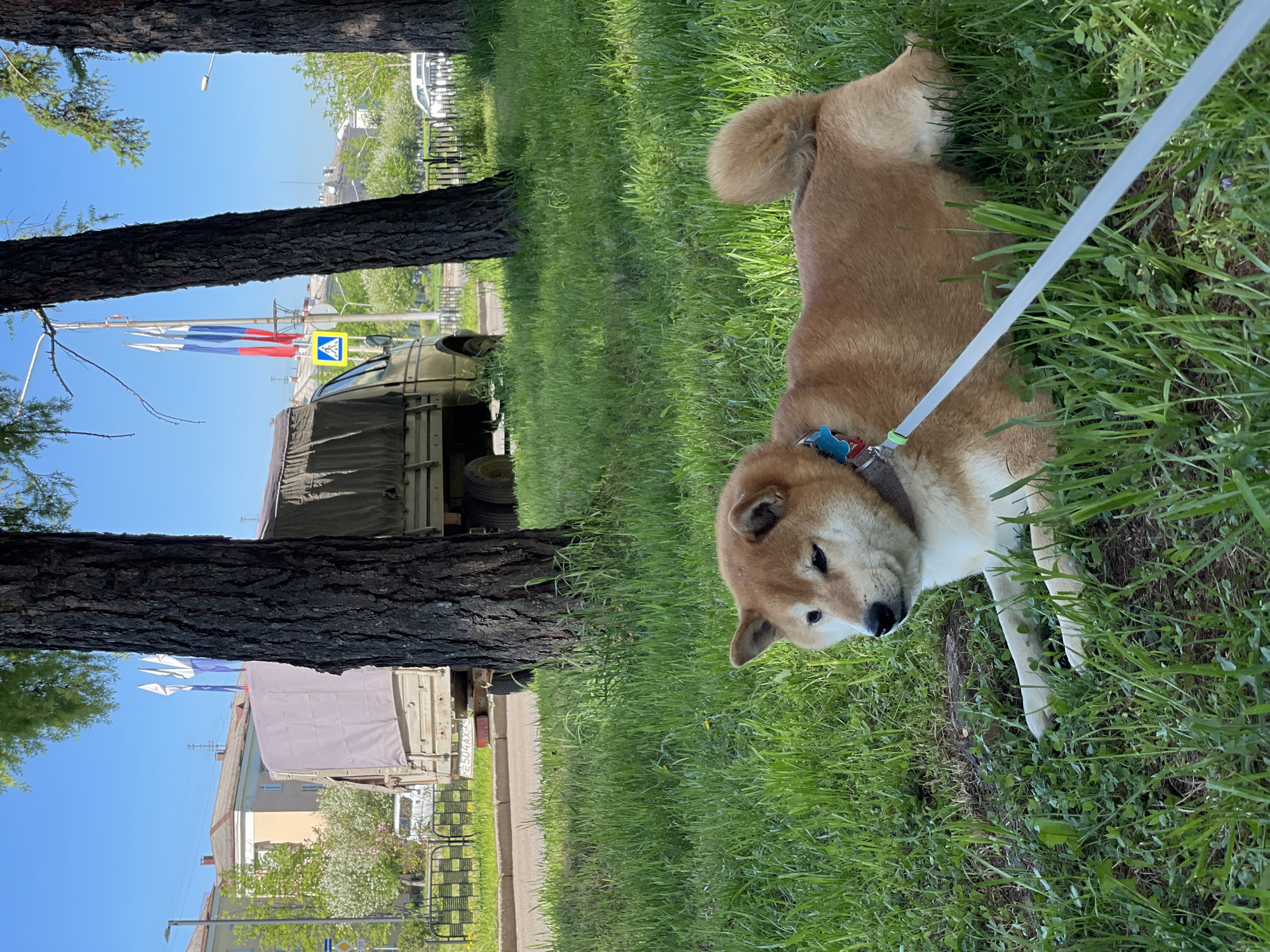 A light brown and white Shiba Inu dog, wearing a collar with a blue charm and attached to a light-colored leash, is featured prominently on the right side of the image. The dog is on a patch of vibrant green grass and appears to be looking downwards.
Behind the dog, two large trees with rough, dark bark frame the background scene. The sky is clear and blue, indicating a bright, sunny day. Between the trees, a street or path is visible. On the street, a military-style truck with a dark canvas cover is present. On its rear, a license plate displays "E504AX24".
Further back, hanging from a pole, two Russian flags (white, blue, red horizontal stripes) are visible, along with a blue pedestrian crossing sign. In the distance, several buildings and another vehicle can be seen, suggesting an urban or suburban setting. The overall scene captures a tranquil moment outdoors, likely a dog walk, in what appears to be Zheleznogorsk, Russia, given the contextual cues.