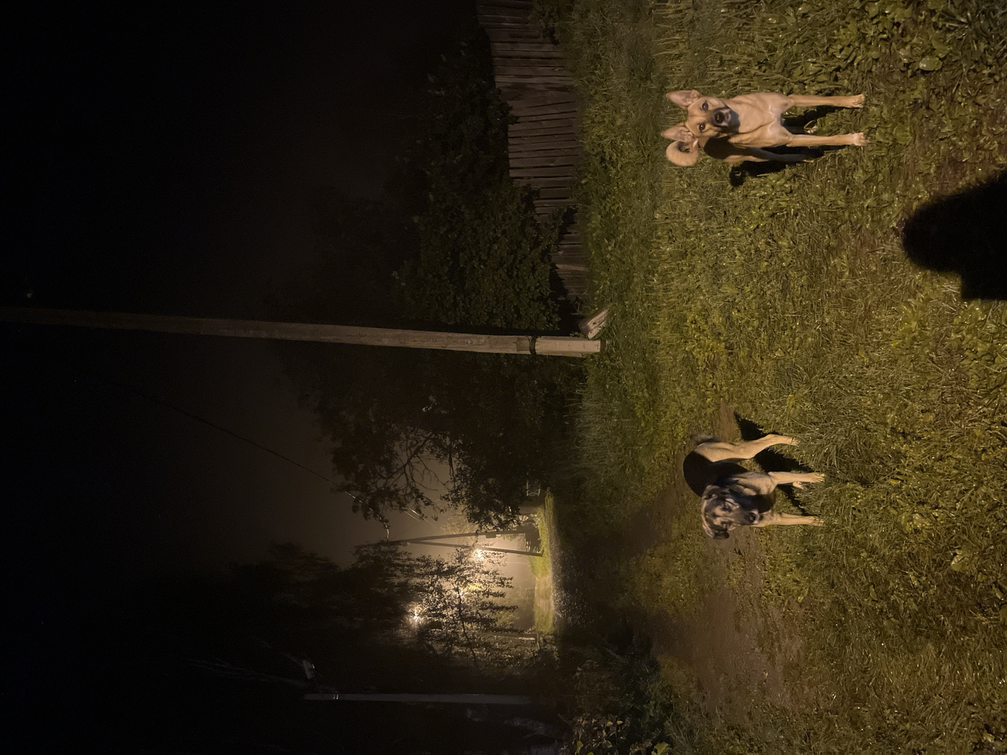 Two dogs are standing on a dirt path at night. The dog on the left is a medium-sized mixed breed with black and tan coloring. The dog on the right is a lighter brown color. Both dogs are facing forward. There are streetlights illuminating the path and the surrounding grassy area. In the background, there are trees and a wooden fence. The sky is dark and foggy. The scene appears to be in a rural or suburban area, possibly on the outskirts of Nizhny Tagil, Russia, given the presence of streetlights and a dirt path. There are no people visible in the image.