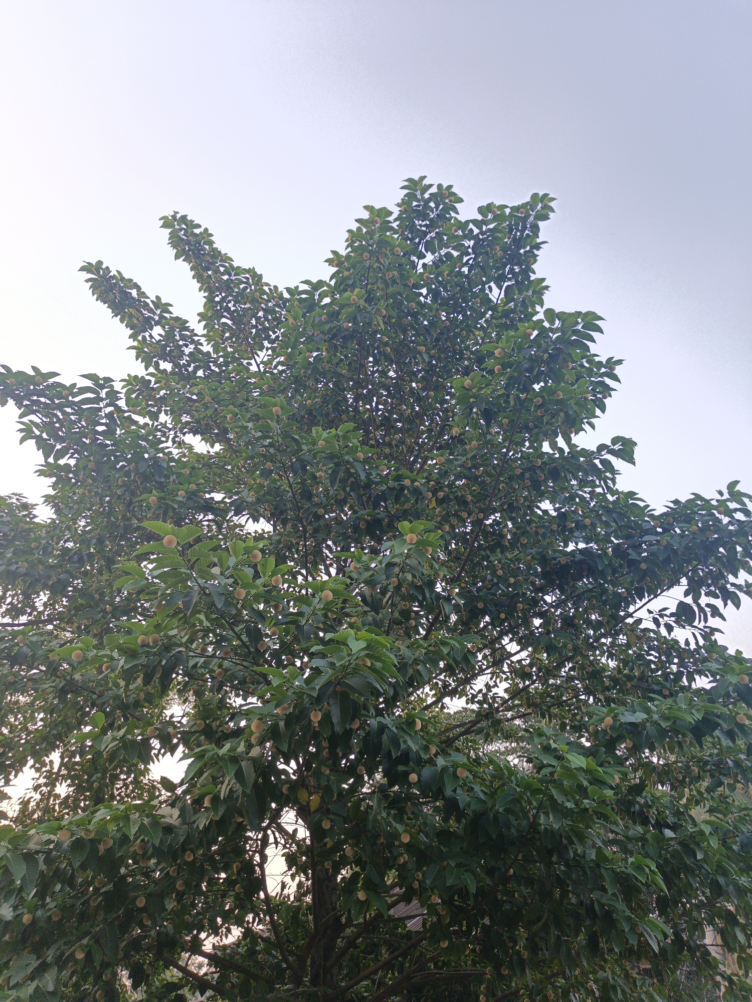 A full tree canopy with small, round fruit or flowers is seen against a pale sky, suggesting a city location of Unknown, Unknown. The leaves are green and the spherical shapes on the tree are tan or light brown. The angle of the shot is looking up into the tree.