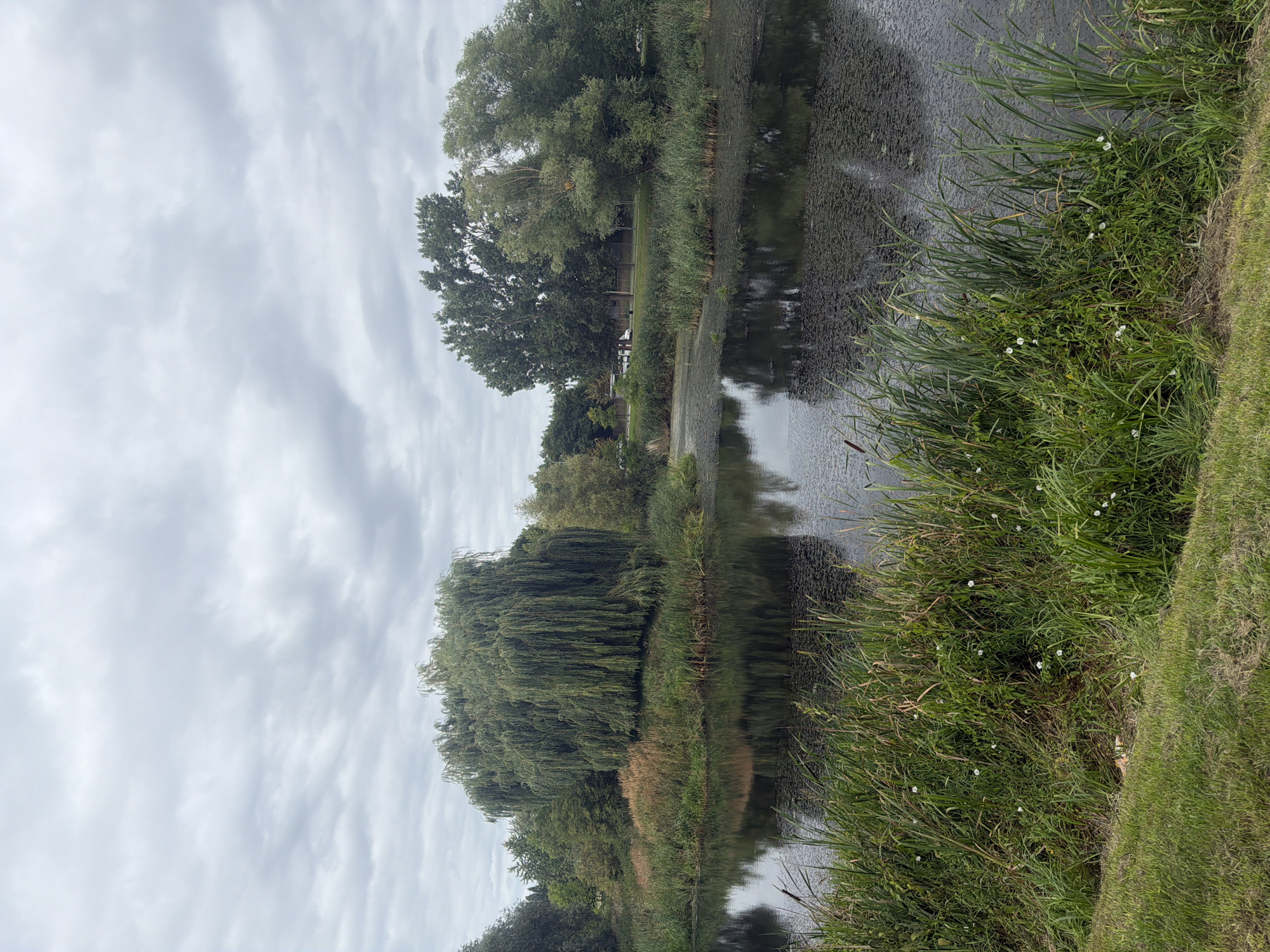 This image depicts a serene waterscape with lush greenery under an overcast sky. The foreground features a grassy bank leading to a body of water filled with dense aquatic vegetation. Tall reeds and grasses line the water's edge, with some small white flowers interspersed among them. The water itself is dark and reflects the surrounding trees and sky, with a layer of floating plant matter visible on its surface.
In the mid-ground, a prominent weeping willow tree stands on a small island or bank, its long branches cascading down towards the water. This feature is characteristic of the many park areas within the city of Szczecin, Poland, which are known for their diverse flora and tranquil water bodies. Behind the willow, a line of mature trees, including some with broad canopies, forms a dense backdrop. Further in the distance, a road is visible with parked vehicles and a fence, suggesting the presence of a park or recreational area bordering urban development. The overall atmosphere is peaceful and natural, with a slight somberness due to the cloudy weather.
