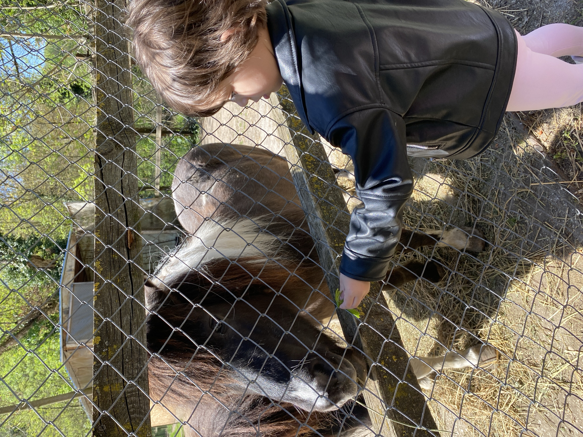 A young child wearing a black jacket and pink tights is standing outside a wire fence and feeding green leaves to a small brown and white pony inside the enclosure. The enclosure appears to be outdoors, with trees visible in the background. The location is likely a petting zoo or animal park in the city of Pleven, Bulgaria.