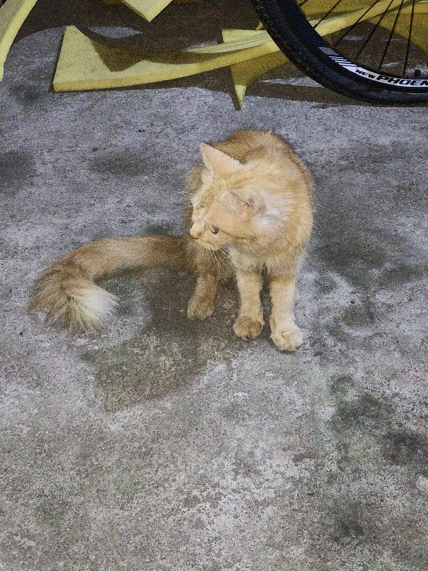 An adult orange tabby cat with long fur is sitting on a gray concrete surface. The cat is looking to its right, with its tail curled around its body. In the background, there is a yellow object and a bicycle wheel with the word "NEW PHOENIX" visible on the tire. The scene appears to be outdoors, possibly in a residential area or a public space. The image was taken in the city of Cikal, Indonesia.