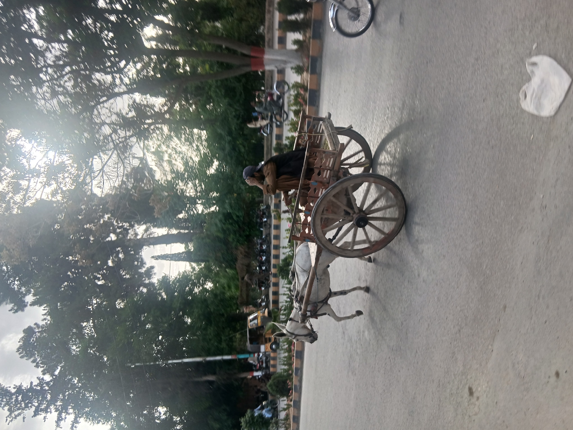 A man is riding in a wooden ox cart pulled by a white ox on a paved street in Quetta City Tehsil, Pakistan. Trees line the side of the road. Other vehicles are also visible. A white plastic bag sits on the road.
