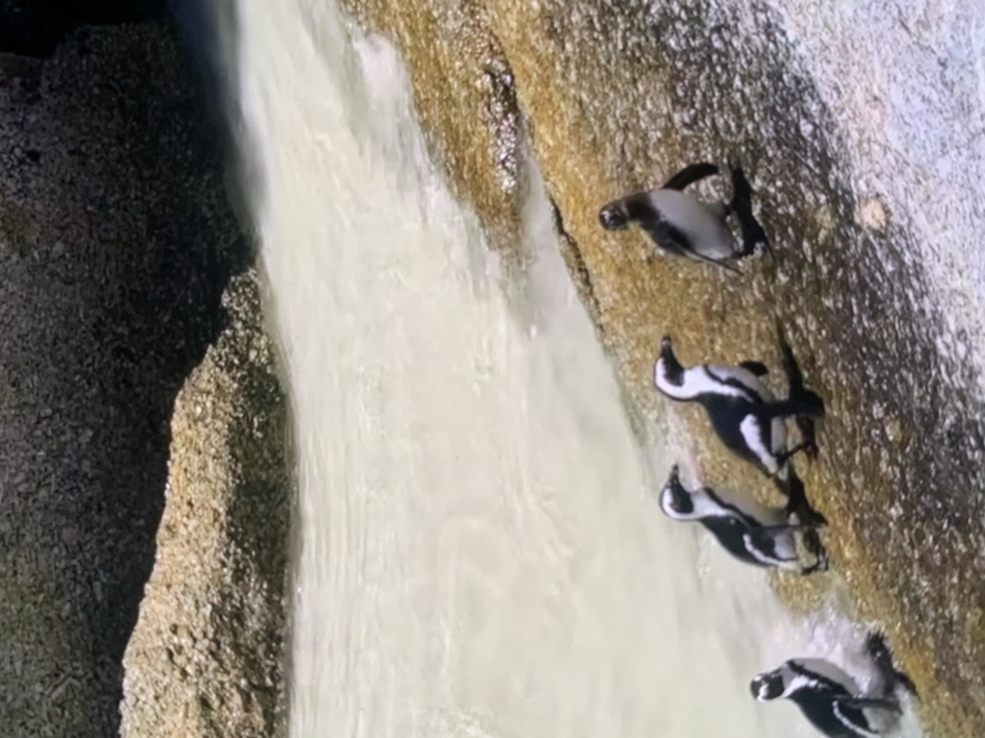 The image shows five penguins on a rocky shore with shallow water. The penguins are black and white. One penguin is in the foreground on the right, facing away from the camera. Three penguins are in the middle ground, with two facing towards the water and one facing the camera. One penguin is in the far left foreground, facing the water. The water is light blue and clear, with some ripples. The rocks are brown and gray. The image is taken from a high angle. The location is not Stavropol, Russia, as the environment is not consistent with the region.