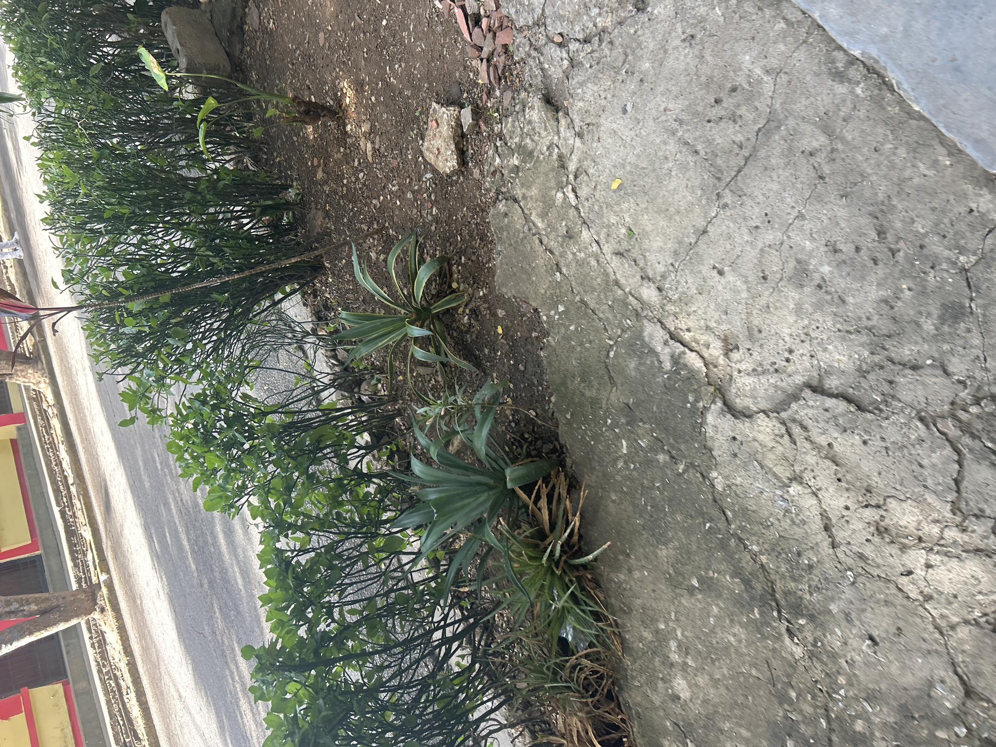 This is a medium-shot, eye-level, outdoor photograph taken in Santa Ana, Venezuela. The image captures a cracked concrete sidewalk in the foreground, with a row of green bushes and several agave plants bordering a dirt path behind it. A paved street with tire tracks is visible beyond the foliage, with a building facade featuring yellow walls and red trim in the background. A tree trunk with rough bark stands near the building. The scene is illuminated by natural sunlight, casting shadows across the sidewalk and street. There are no people visible in the immediate foreground or midground. The overall impression is one of an urban, somewhat weathered environment.