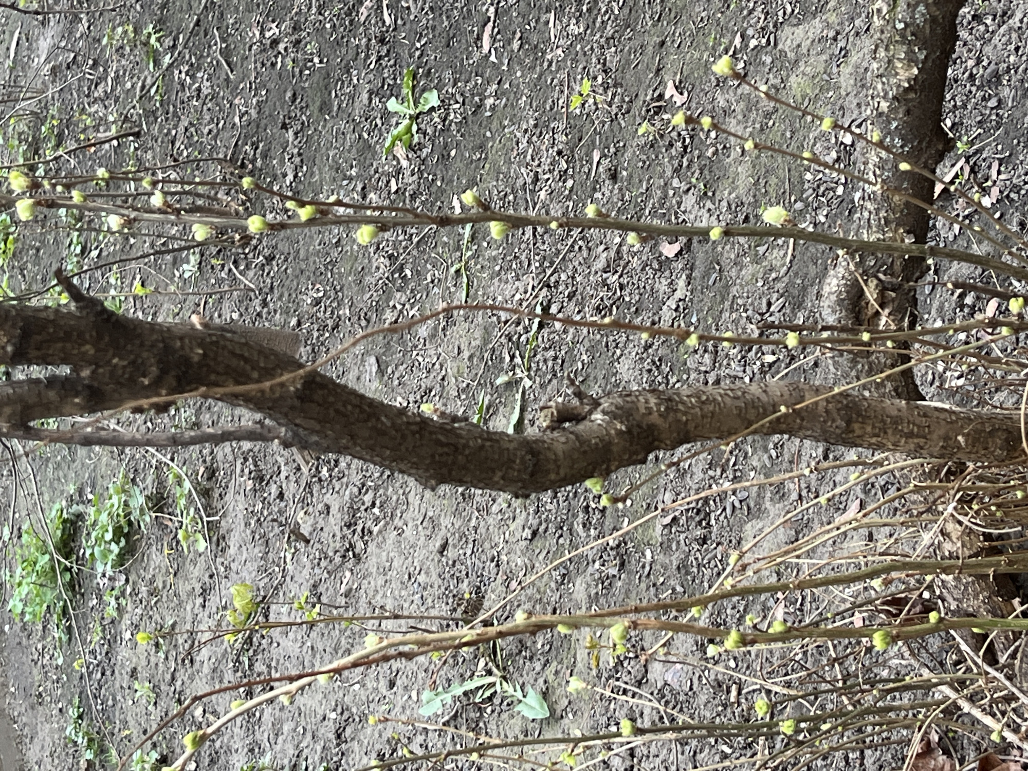 The image shows a close-up of tree branches, possibly of a forsythia bush, with buds beginning to appear. The ground is visible and consists of soil and small pebbles, with some sparse vegetation. The branches vary in thickness, with a larger branch crossing the image horizontally. The photo was taken outdoors in Unknown, Unknown.