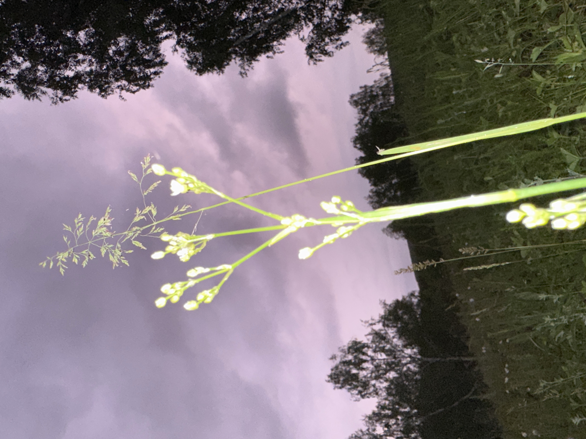 A close-up, low-angle shot of a tall grass stalk with small white flower buds dominates the foreground, set against a dusky, purple-tinged sky filled with heavy clouds. The stalk, illuminated from the side, shows intricate details of its structure and the delicate buds. In the background, a dark silhouette of trees creates a stark contrast with the sky. The ground is covered in dense, green grass and other low-lying vegetation, hinting at a natural, possibly rural or park-like setting. The overall mood is serene and slightly mysterious due to the twilight lighting and dramatic sky. The specific location within the city of Unknown, Unknown, cannot be determined from the visual information provided.