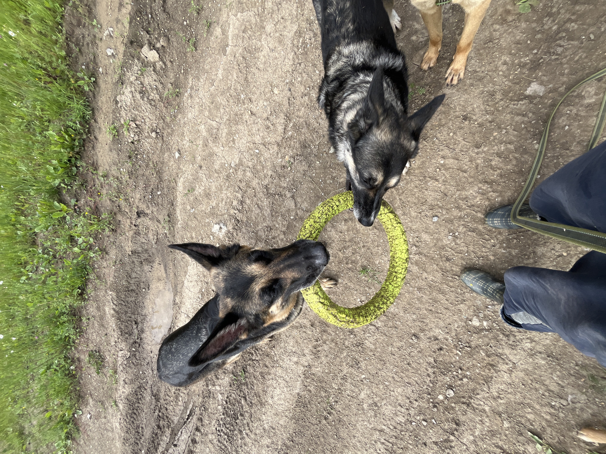 This is an eye-level, wide shot of two German Shepherd dogs interacting with a bright yellow ring toy on a dirt path with some sparse green grass on the left side. The dogs are positioned centrally in the frame, with one in the foreground and the other slightly behind and to the right. Both dogs have their mouths on the toy, suggesting a game of tug-of-war or sharing.
The dog in the foreground, closer to the viewer, is facing to the right, with its head down near the toy. Its coat is a classic German Shepherd black and tan. The dog behind it is facing left, also with its head down, and appears to have a more sable or grizzled coat. A third dog, mostly out of frame on the top right, is a light tan color.
The ground is a mixture of dry dirt, small stones, and some patchy green vegetation. The lighting suggests it is daytime, possibly late morning or afternoon, with no strong shadows visible. The overall mood is playful and casual, focused on the dogs' interaction.
In the bottom right corner, a person's legs are visible, wearing dark blue pants and checkered rain boots. A green and black patterned leash or strap is also visible, connecting to the person or an unseen dog. The scene appears to be outdoors in a natural or semi-natural setting, such as a park, yard, or rural path. There is no visible text in the image.