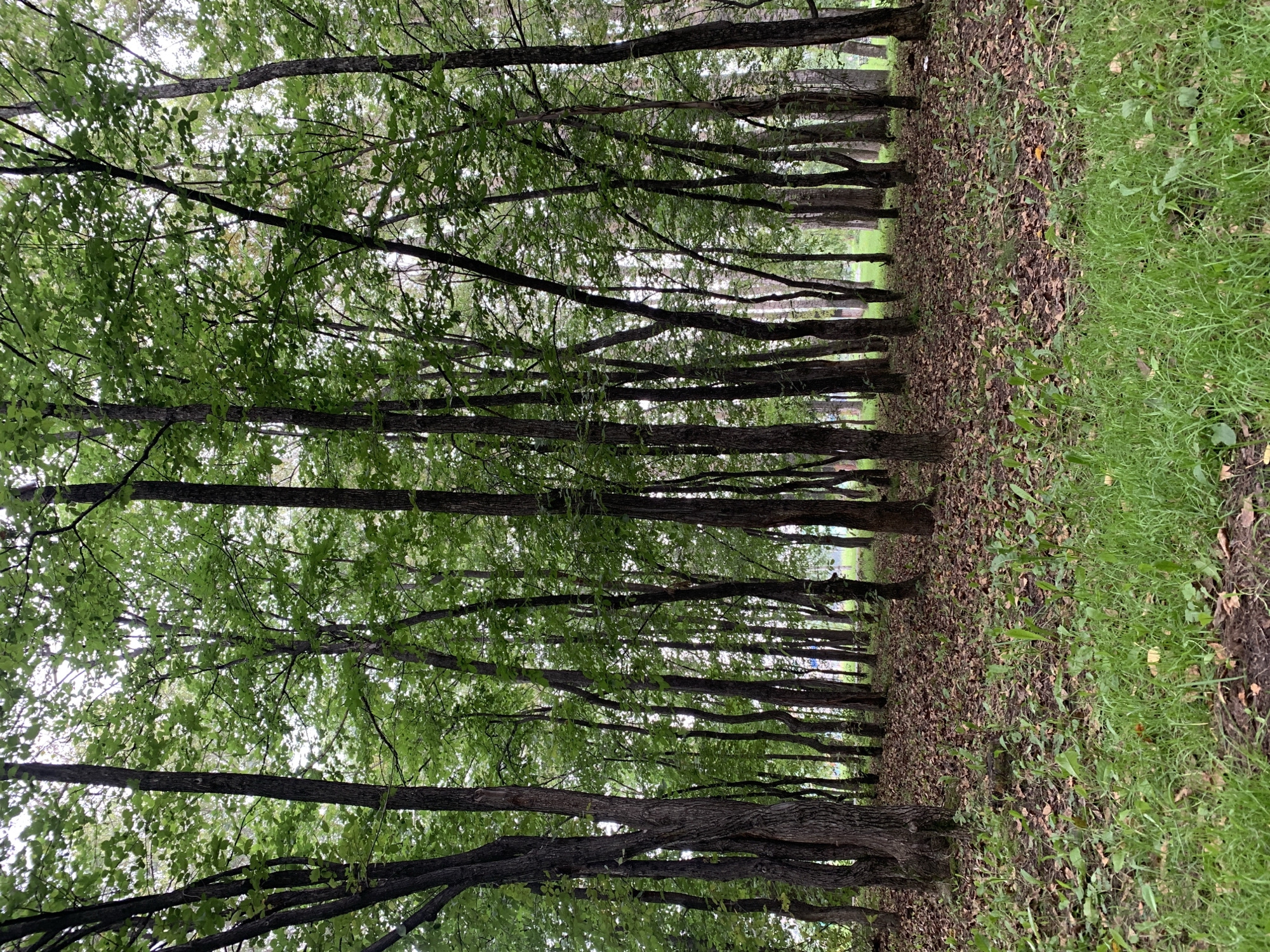 The image depicts a forest scene with tall, slender trees and a floor covered in dry leaves and some green grass. The lighting suggests an overcast day. The trees are densely packed, with their trunks forming a vertical pattern against the lighter sky. The ground is uneven, with a scattering of fallen foliage and patches of vegetation. There are no people or animals visible in the image. The scene appears to be a natural wooded area, typical of a park or forest on the outskirts of a city. Given the location of Prokopyevsk, Russia, this could be a part of a local forest park, or a natural wooded area adjacent to residential or industrial zones within the city's boundaries, possibly a recreational area for its inhabitants.