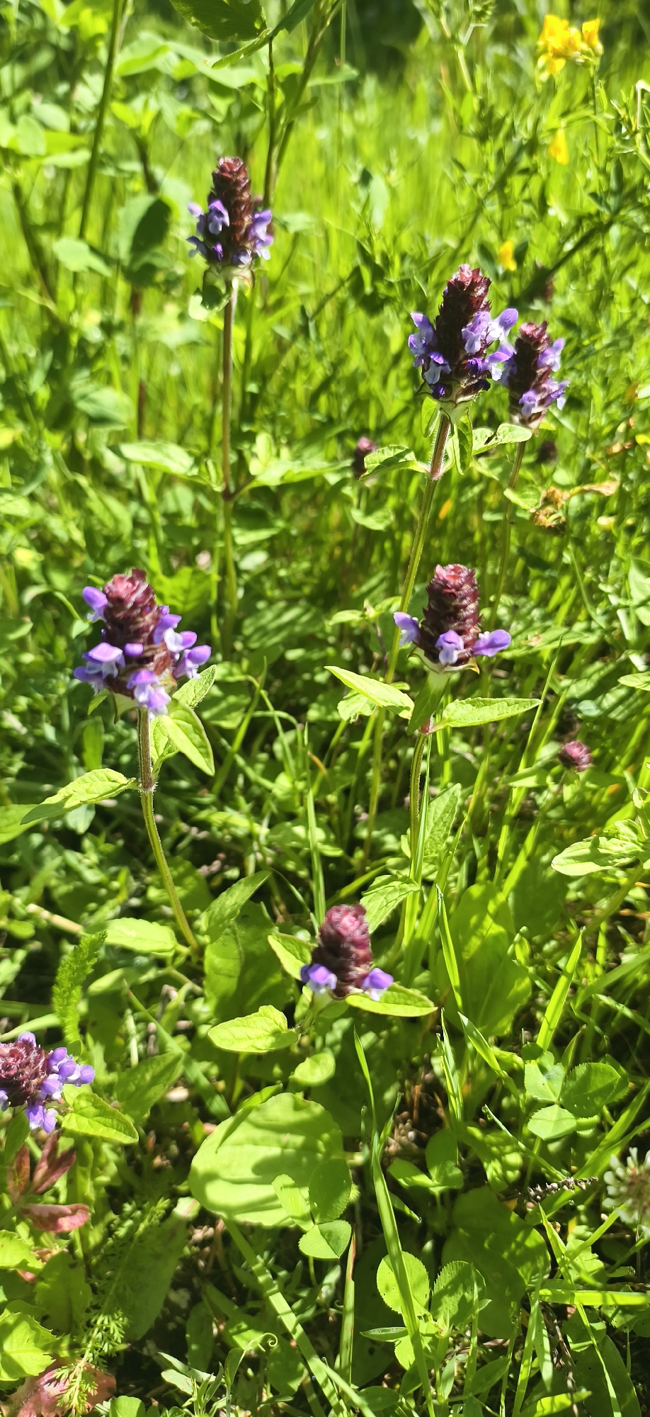 The image shows a patch of green vegetation with several small purple flowers. The flowers have a dense, spiky appearance with lighter purple petals protruding from the top. They are on thin, upright stems. The background is filled with various shades of green leaves and grass, with some hints of yellow flowers in the upper right corner. The lighting suggests it is daytime. The scene depicts a natural, outdoor environment.