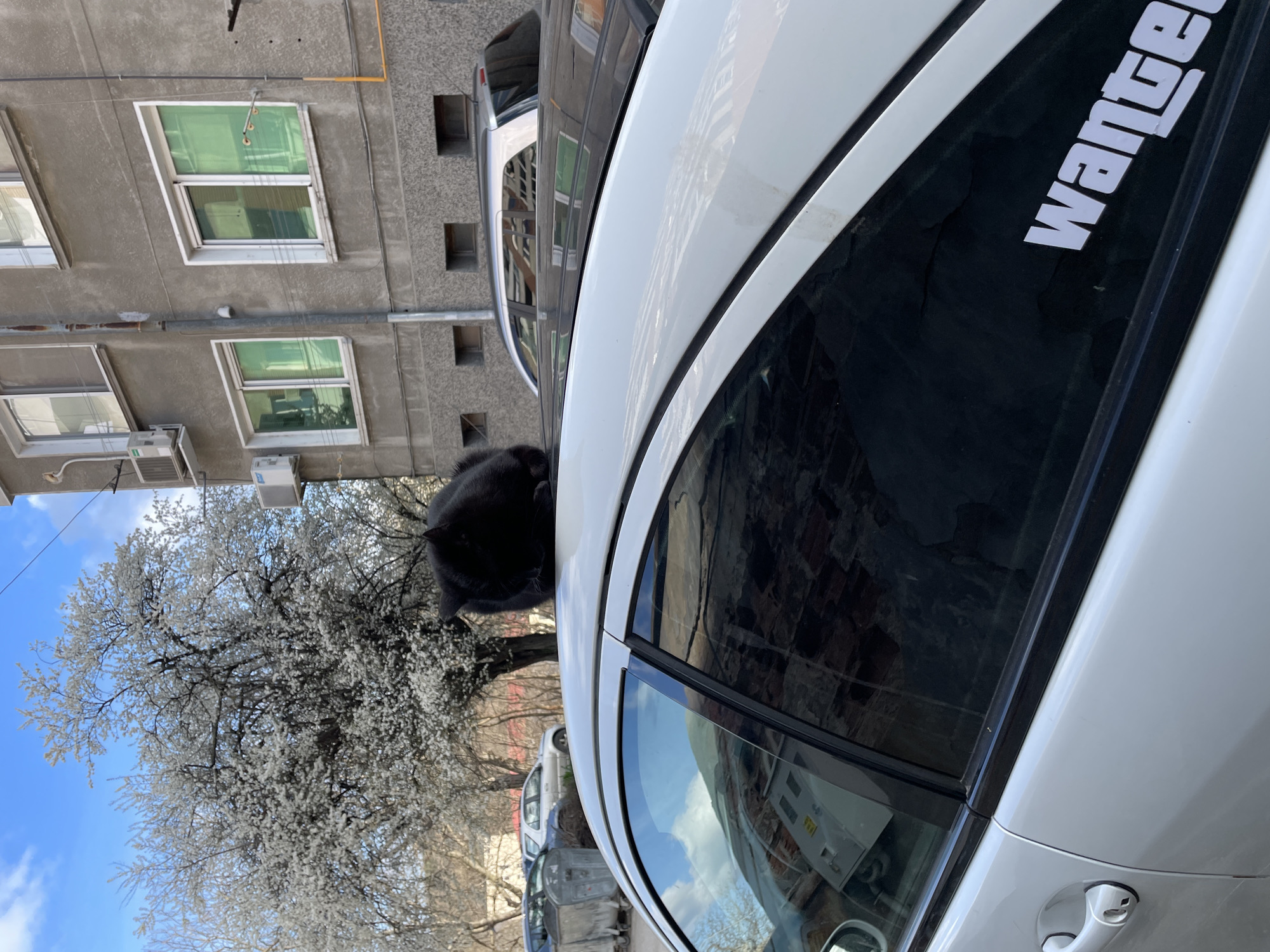 A black cat is perched on the hood of a white car parked on a street in Veliko Tarnovo, Bulgaria. The car has a "Wanted" sticker on the rear window. A blossoming tree is visible in the background, alongside a multi-story building with visible windows and air conditioning units. Other cars are parked along the street. The sky is blue with some clouds.