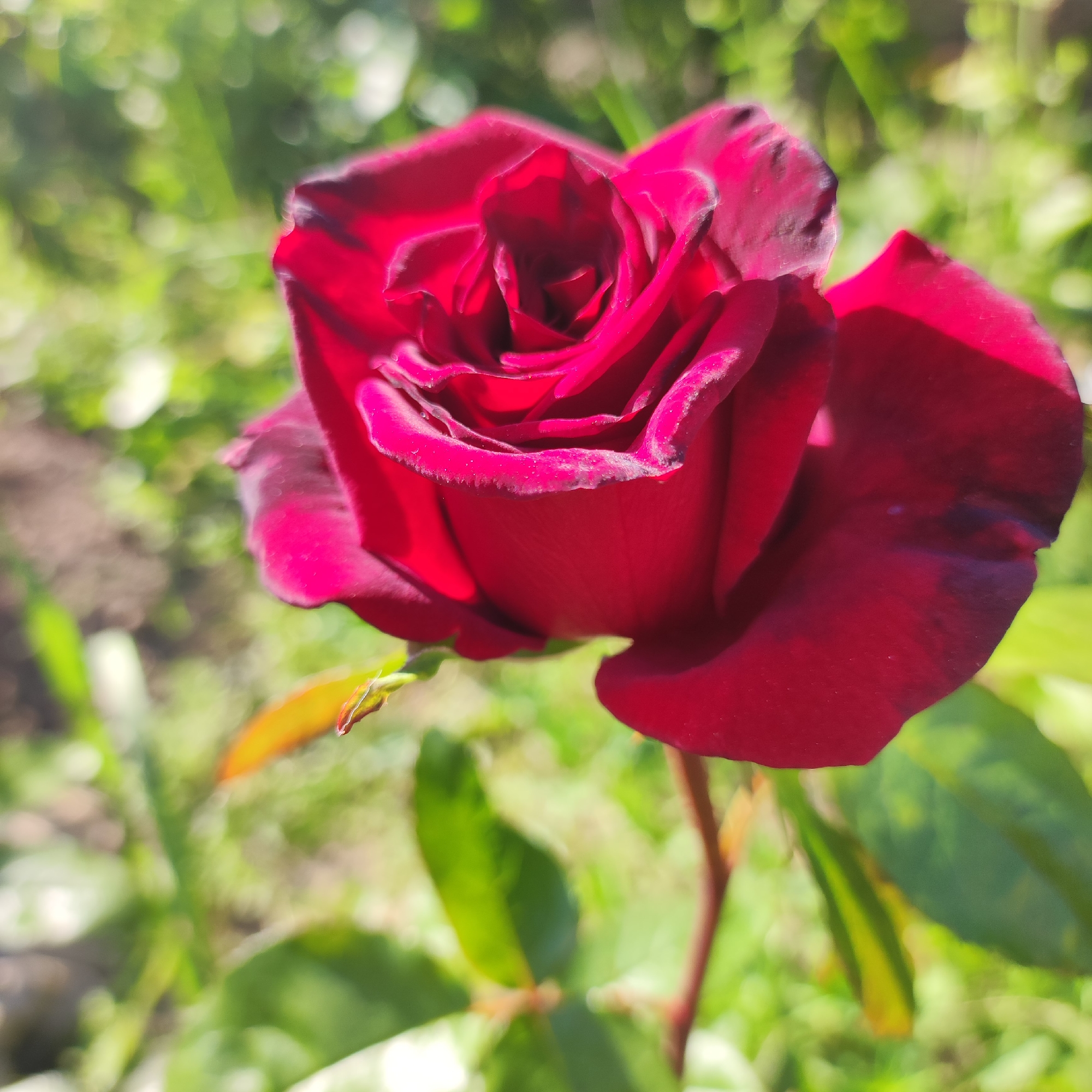 This media file is a close-up, eye-level shot of a deep red rose in bloom. The rose is the primary subject, with its petals unfurling to reveal the intricate swirls of its center. The lighting suggests it is daytime, likely outdoors, with sunlight casting shadows and highlighting the texture of the petals. The background is softly blurred, creating a bokeh effect, and consists of lush green foliage and hints of brown soil, indicating a garden or natural setting. A thin, reddish stem supports the rose, and a few leaves, some showing a touch of yellow or red, are visible. The overall mood is serene and natural, focusing on the beauty and detail of the flower. There is no visible text in the image. The location context provided is Navoloki, Russia.