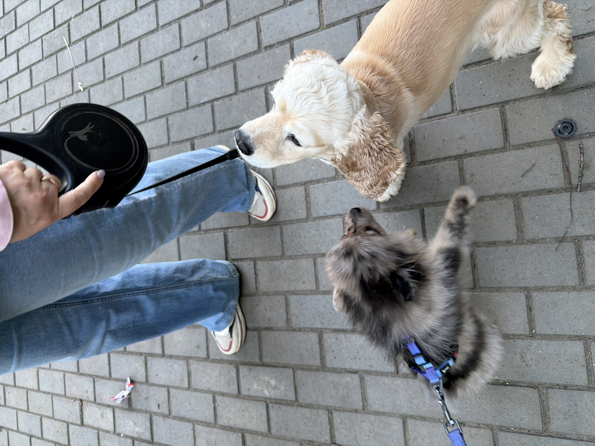 An overhead shot captures a person walking two dogs on a paved surface. The person's legs, clad in blue jeans and white sneakers with red accents, are visible at the left. A hand, with a ring on the finger and light-colored nail polish, holds a black retractable dog leash mechanism. A faint, circular, unidentifiable logo is present on the leash handle.
One dog, a cream-colored, medium-sized, fluffy dog (resembling a Cocker Spaniel), stands near the person's legs, looking upwards and slightly to the left. Its fur appears soft and wavy, particularly on its head and ears. Another smaller, grey and black fluffy dog (possibly a Pomeranian or Keeshond mix) is positioned to the right, looking up towards the cream-colored dog. This smaller dog wears a blue harness with geometric patterns and a blue leash is attached to it.
The scene unfolds outdoors on a light grey, rectangular brick-patterned pavement, typical of a sidewalk or path in an urban setting like Chaikovsky, Russia. The lighting suggests it is daytime. A small piece of white and red trash is visible on the ground near the person's feet, and a small dark circular object is embedded in the pavement in the background. The dogs appear engaged, possibly curious about each other or their surroundings during their walk.