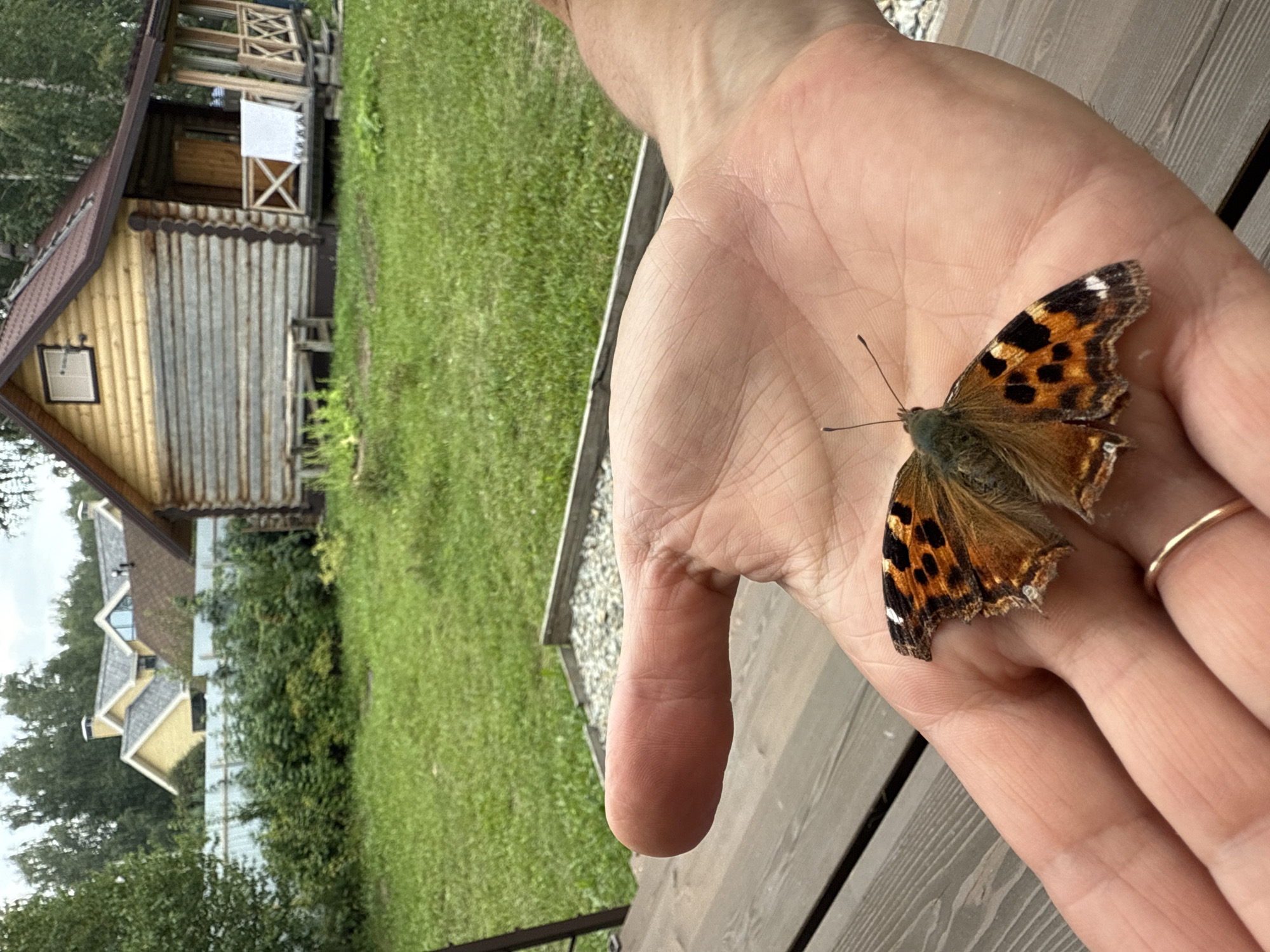 A butterfly rests on a person's open palm in the foreground of a rural landscape. The butterfly, with orange and black patterned wings, is positioned centrally on the palm, with its antennae extended. A thin gold ring is visible on the person's ring finger. In the background, a wooden log cabin with a red roof and a porch is situated on a grassy lawn. Beyond the cabin, a yellow house with a grey roof and a white fence can be seen, partially obscured by trees. The environment appears to be a residential area in the countryside, possibly a dacha or a village on the outskirts of Kremenkul', Russia. The lighting suggests an overcast or diffused daylight.