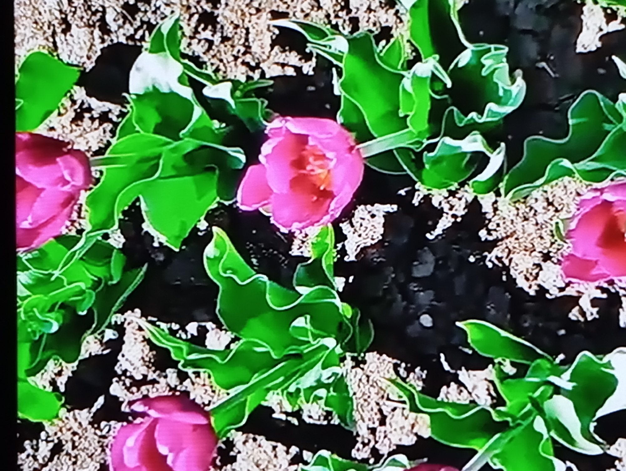 An overhead, close-up shot shows several pink tulips with vibrant green, ruffled leaves in a garden bed. The soil appears dark and sandy. Some of the leaves have white edges. The image is slightly blurry and appears to be a screenshot from a video, with a black border at the top. There are no people or animals visible in the image.