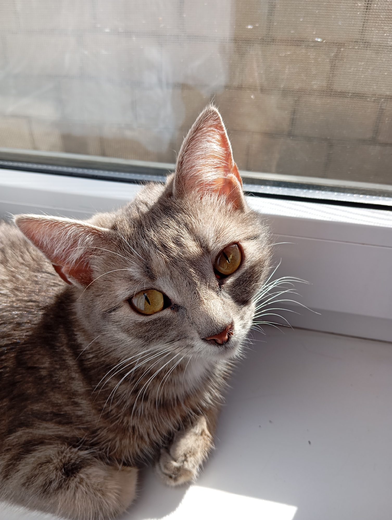 A domestic cat lies on a white window sill in Baksan, Russia. The cat has grey-brown fur, yellow eyes, and white whiskers. The window has a white frame and a double pane, with a view of a brick building and possibly another window behind. The scene is brightly lit, indicating daylight. The cat is positioned near the window, and sunlight casts shadows on its fur and the sill.