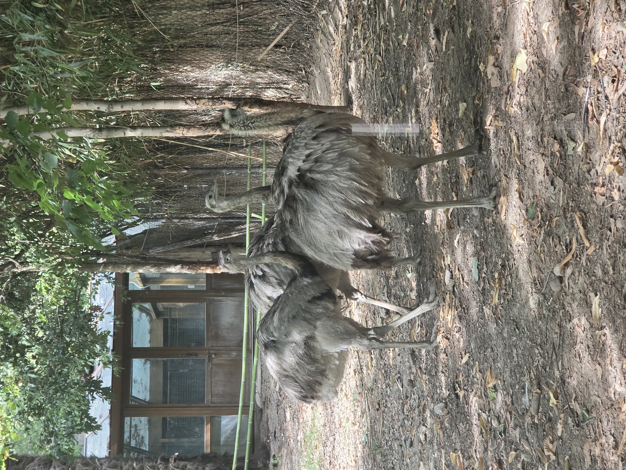Three rheas are standing on a dirt ground covered with fallen leaves and small stones. The rheas are large, flightless birds with greyish-brown feathers, long necks, and long legs. They are in an outdoor enclosure, with trees and bamboo visible in the background. A wooden building with glass windows and doors is also present in the background. The scene is well-lit by sunlight filtering through the trees. The image was taken at the Natura Viva park in Bussolengo, Italy.