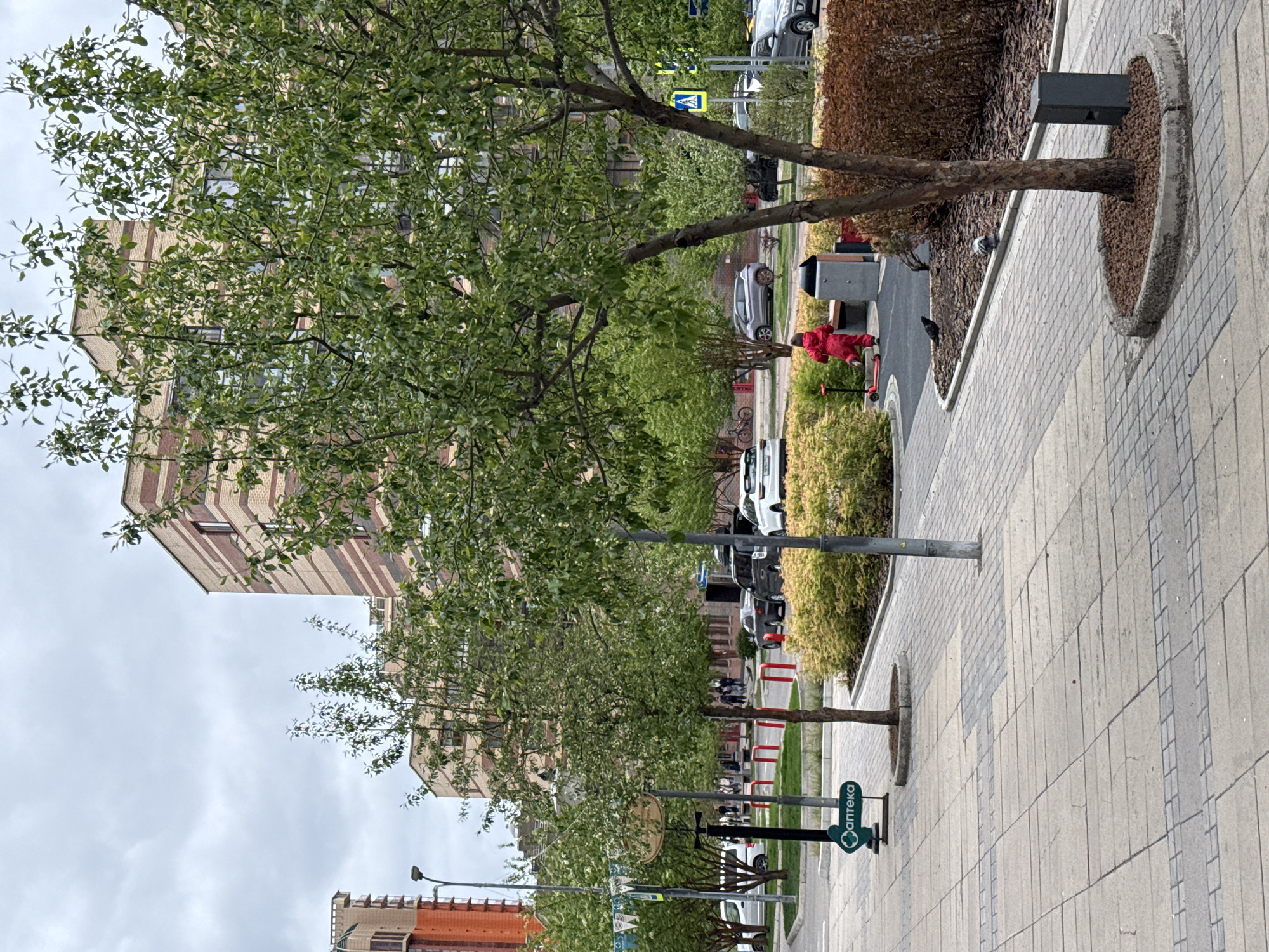 The image shows a street scene in Krasnoyarsk, Russia, on an overcast day. The perspective is at street level, along a sidewalk paved with grey and beige rectangular blocks. A row of young trees lines the sidewalk, each surrounded by a circular or oval structure filled with mulch. A building of light tan brick, with alternating horizontal bands of reddish-brown brick, rises behind the trees.
Street furniture, including grey trash receptacles, are placed along the sidewalk. Cars are parked along the street, and several people are visible walking in the distance. A sign with the Russian word "аптека" (pharmacy) and an arrow pointing left is located along the sidewalk, near one of the trees. A child in a bright red outfit rides a scooter near a trash receptacle. Several birds are also present, including pigeons on the ground.