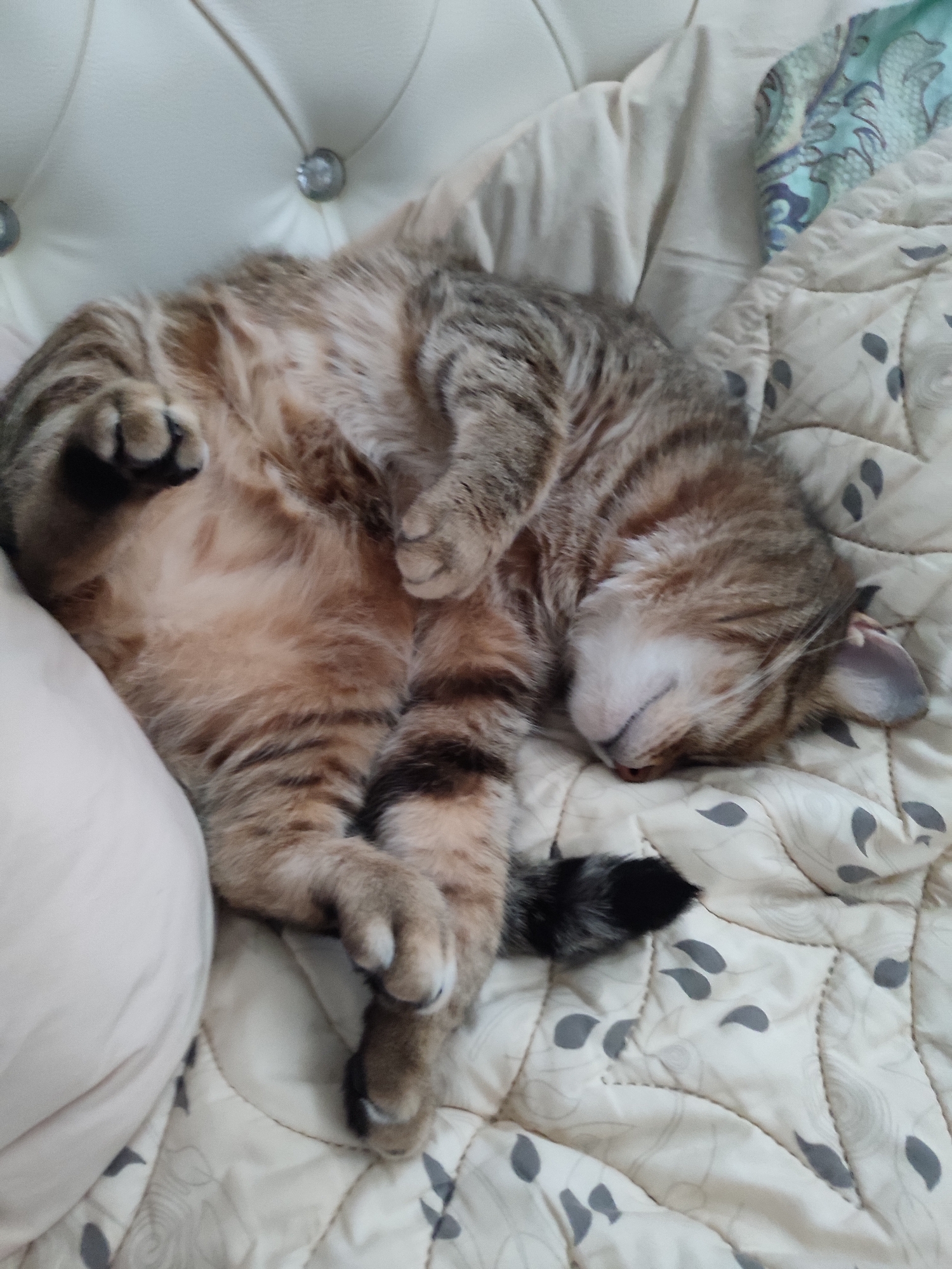 A tabby cat is sleeping on a quilted blanket on a bed. The cat is curled up on its side, with its paws tucked in. Its eyes are closed, and its mouth is slightly open. The blanket is white with a pattern of grey leaves. The bed appears to be in a bedroom. The image was taken in Abinsk, Russia.