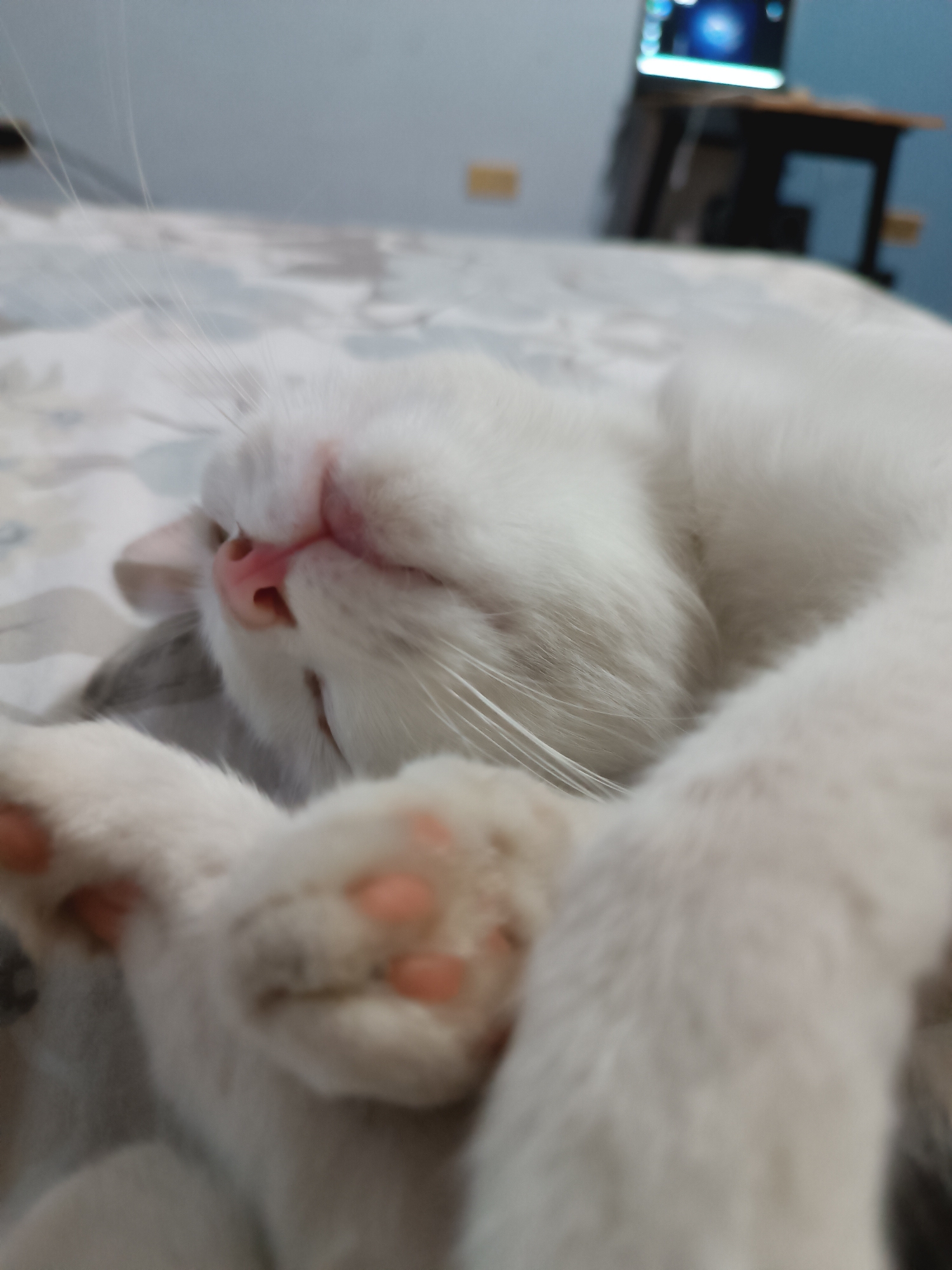 A white cat is sleeping on a bed with a patterned duvet. The cat is curled up on its side, with its paws extended. The cat's nose is pink and its fur is soft and white. In the background, a desk with a computer monitor can be seen. The scene is well-lit, and the overall impression is one of comfort and relaxation. The image was taken in Viadana, Italy.