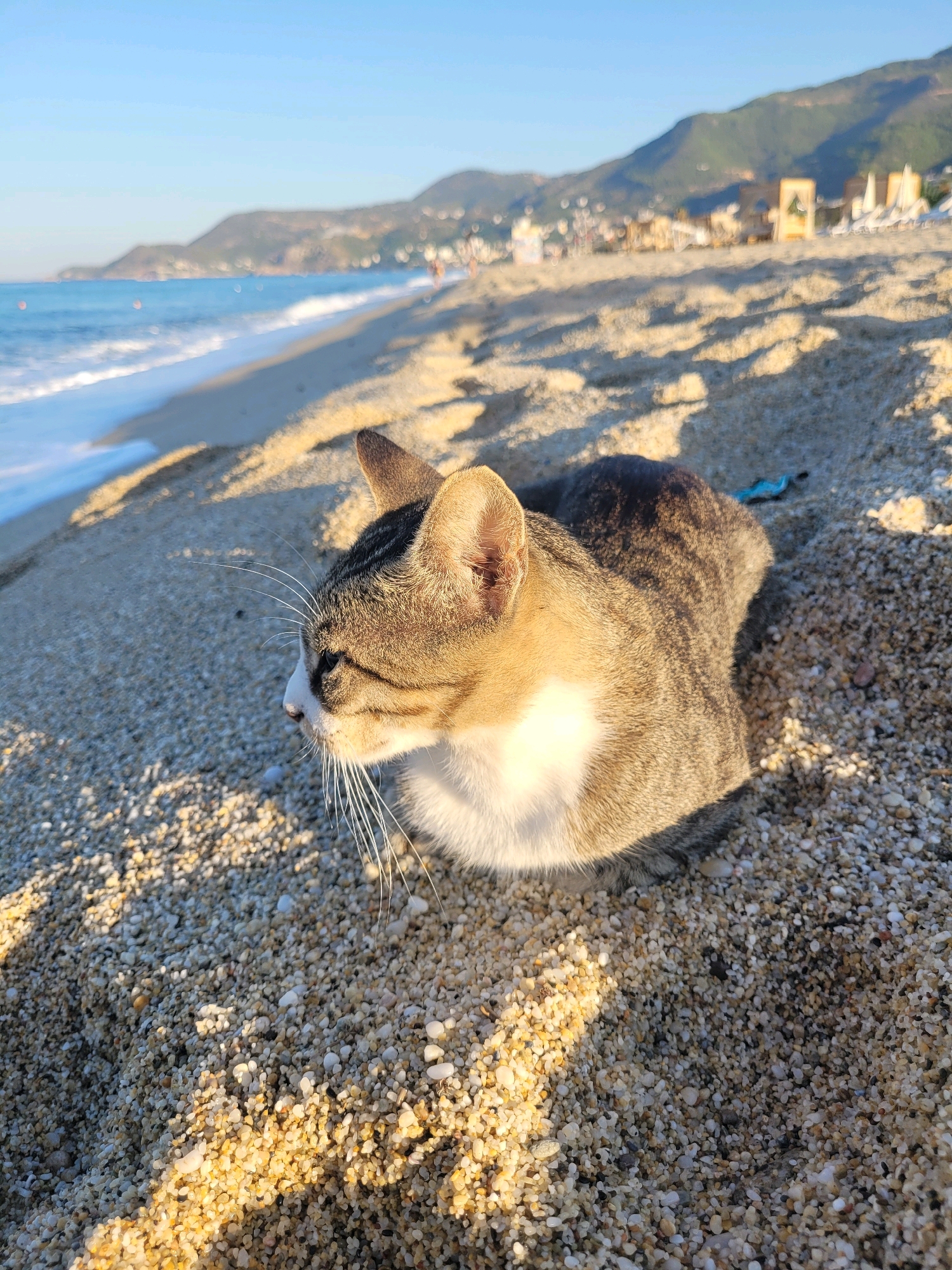 A cat rests on a pebble beach in Alanya, Turkey, with the Mediterranean Sea and distant mountains in the background. The cat, a tabby with white markings, is positioned in the foreground, facing left and looking out towards the water. The beach is composed of small pebbles, illuminated by the warm light of a setting or rising sun, casting long shadows. Gentle waves lap at the shore, and beyond the beach, the cityscape of Alanya, with its buildings and hotels, is visible nestled against the hills. The sky is clear and blue.