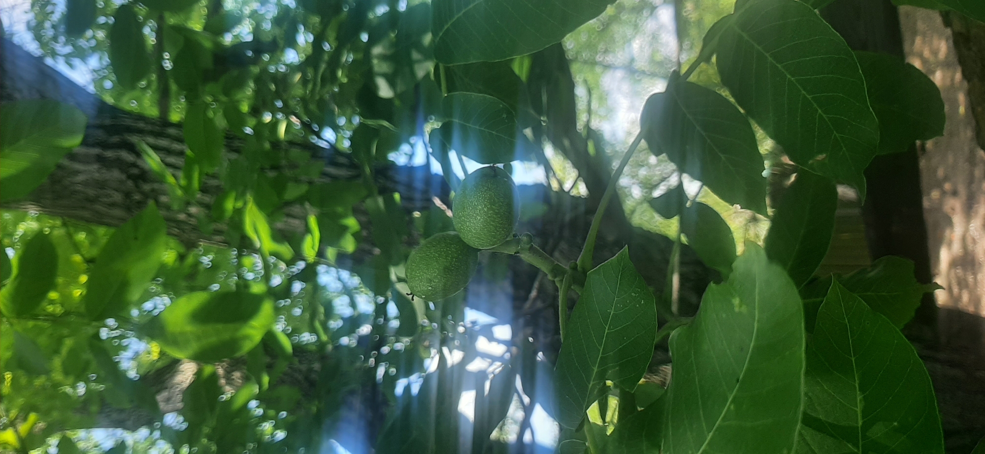 The image is a close-up shot of green walnuts on a tree branch. The walnuts are clustered together, with two prominent ones in the foreground. The leaves of the tree are large and green, obscuring much of the background. Sunlight filters through the leaves, creating a dappled effect and lens flare. The tree trunk, rough in texture, is partially visible on the left side of the frame. The setting appears to be an outdoor environment with natural foliage. No people or specific urban landmarks are visible. The image is taken vertically.