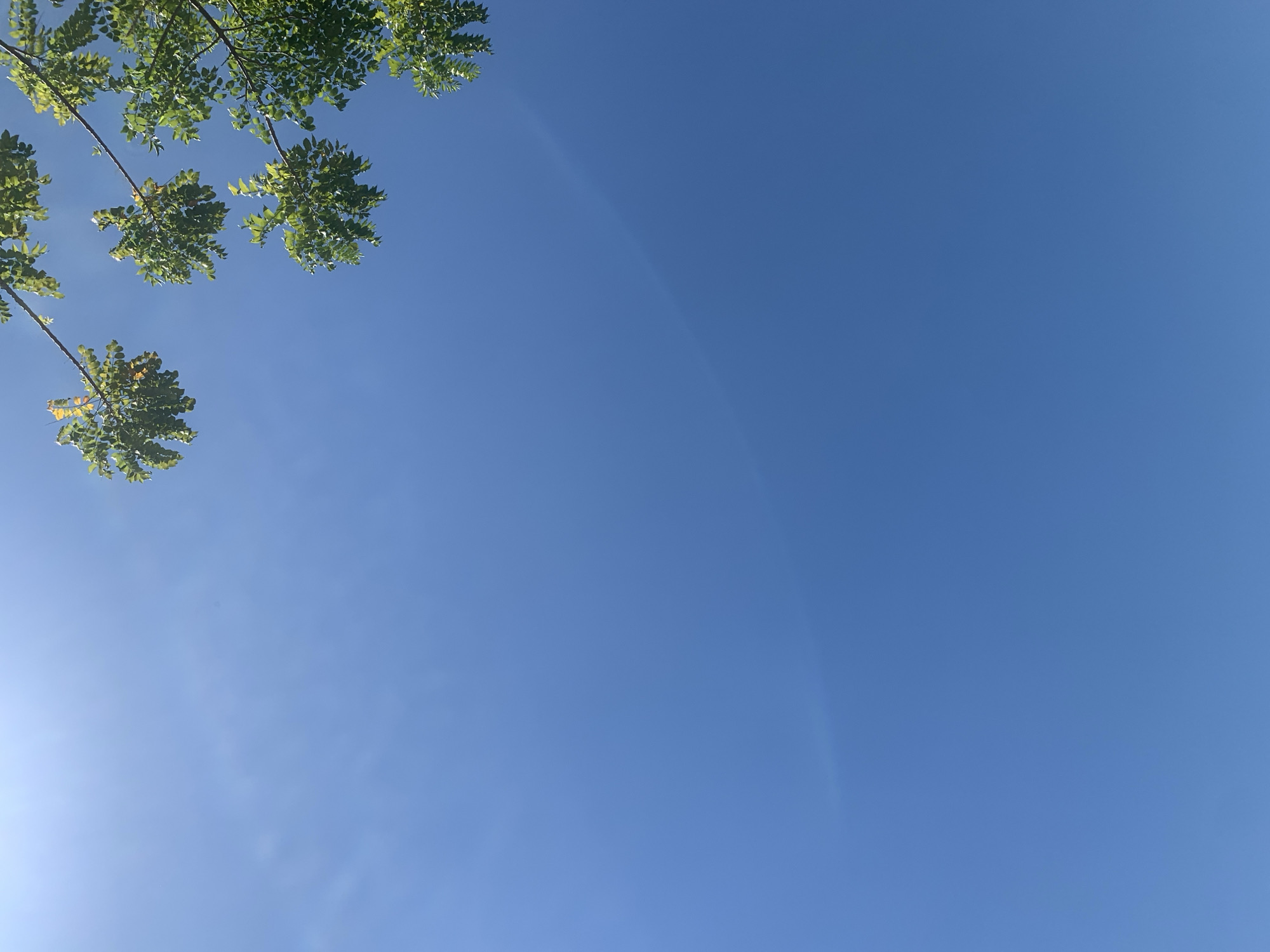 The image captures a clear, bright blue sky with a hint of lens flare in the upper left quadrant, suggesting a sunny day. Several branches with lush green leaves are visible in the upper right and upper left corners, framing the expansive sky. These branches belong to a tree, likely an indigenous species common in Makassar, Indonesia. The perspective is looking upwards from beneath the tree, emphasizing the vastness of the sky. The scene is devoid of any human presence or man-made structures, focusing solely on the natural elements of the sky and foliage. The image's composition evokes a sense of tranquility and natural beauty, characteristic of outdoor spaces in a tropical climate like Makassar.