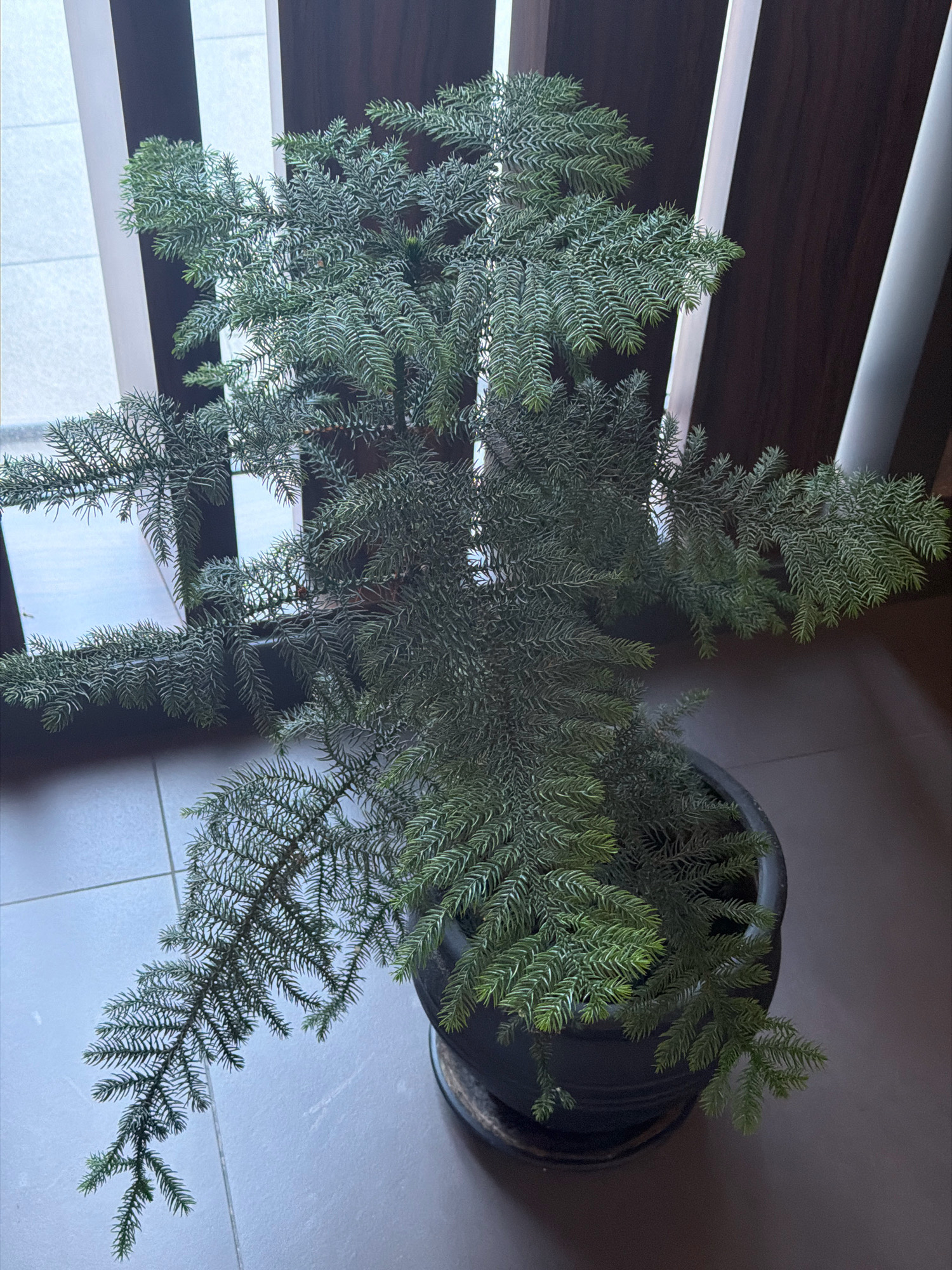 A potted Norfolk Island pine is positioned indoors, on a tiled floor. The plant has a dark green hue and displays a symmetrical, tiered branching structure with needle-like foliage. It is situated in a black, circular planter with a matching saucer. Behind the plant, a wooden partition with vertical slats is visible, along with a white vertical element, possibly a column or pipe. The lighting suggests an indoor environment, with natural light filtering in from the left, casting subtle shadows. The overall scene is static and does not depict any human activity or interaction. The location in Bakırköy, Turkey, is inferred from the provided context and is not visually determinable from the image itself.